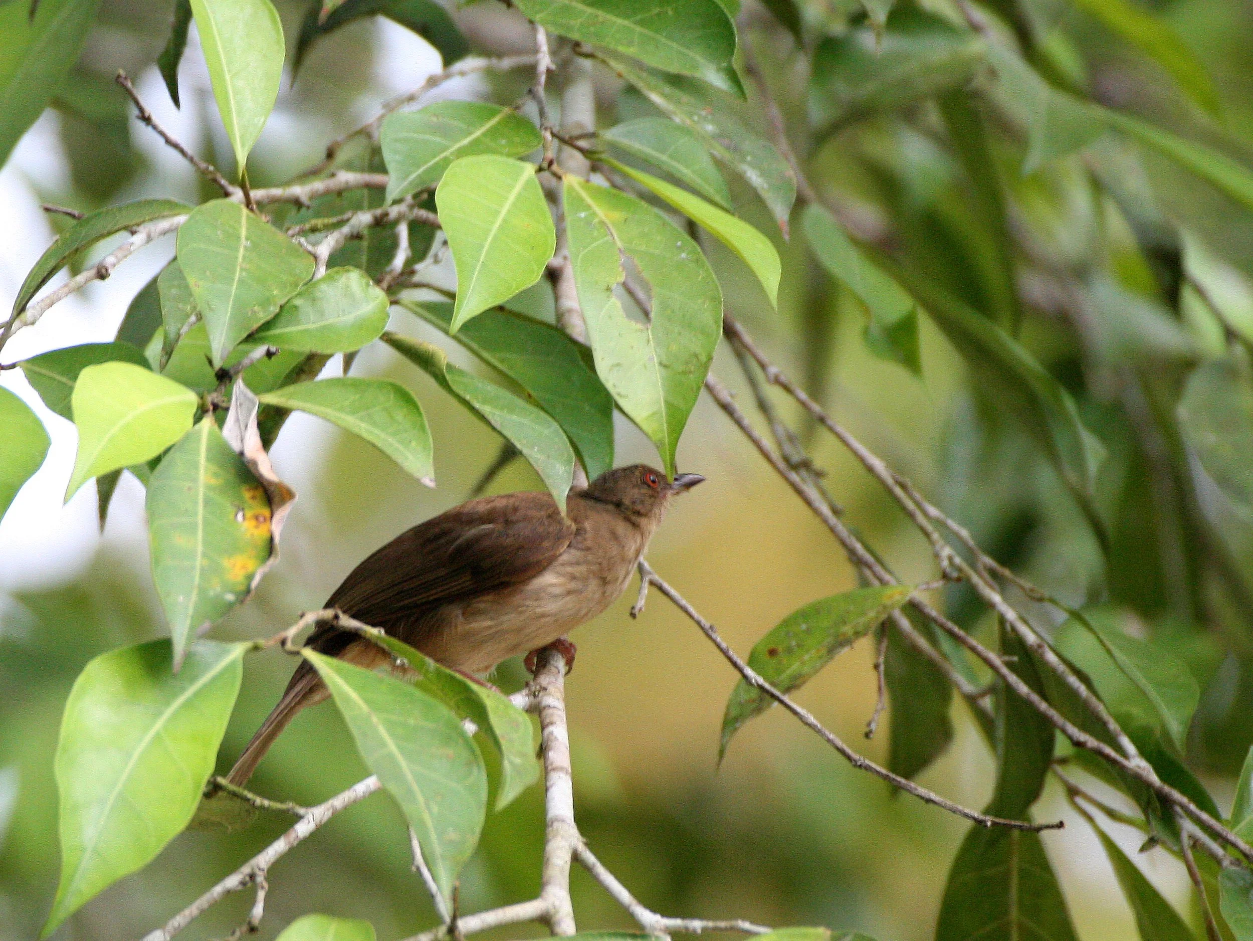 Red-eyed Bulbul (Pycnonotus brunneus) Southern Thailand — Coke Smith ...