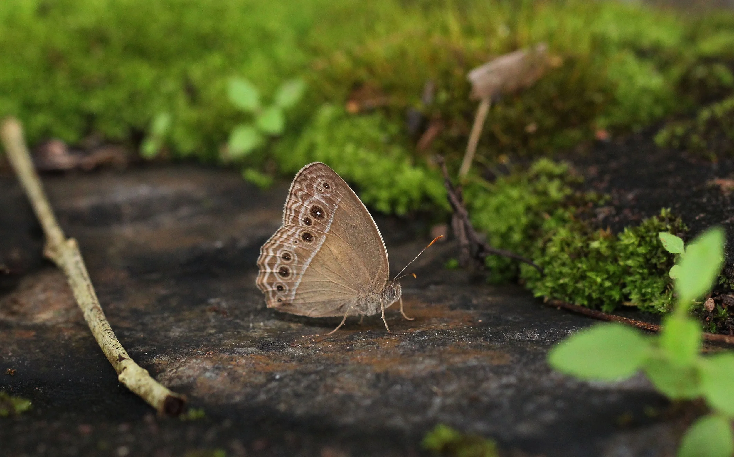 Satyridae - Mycalesis intermedia - Khao Yai NP, Thailand 