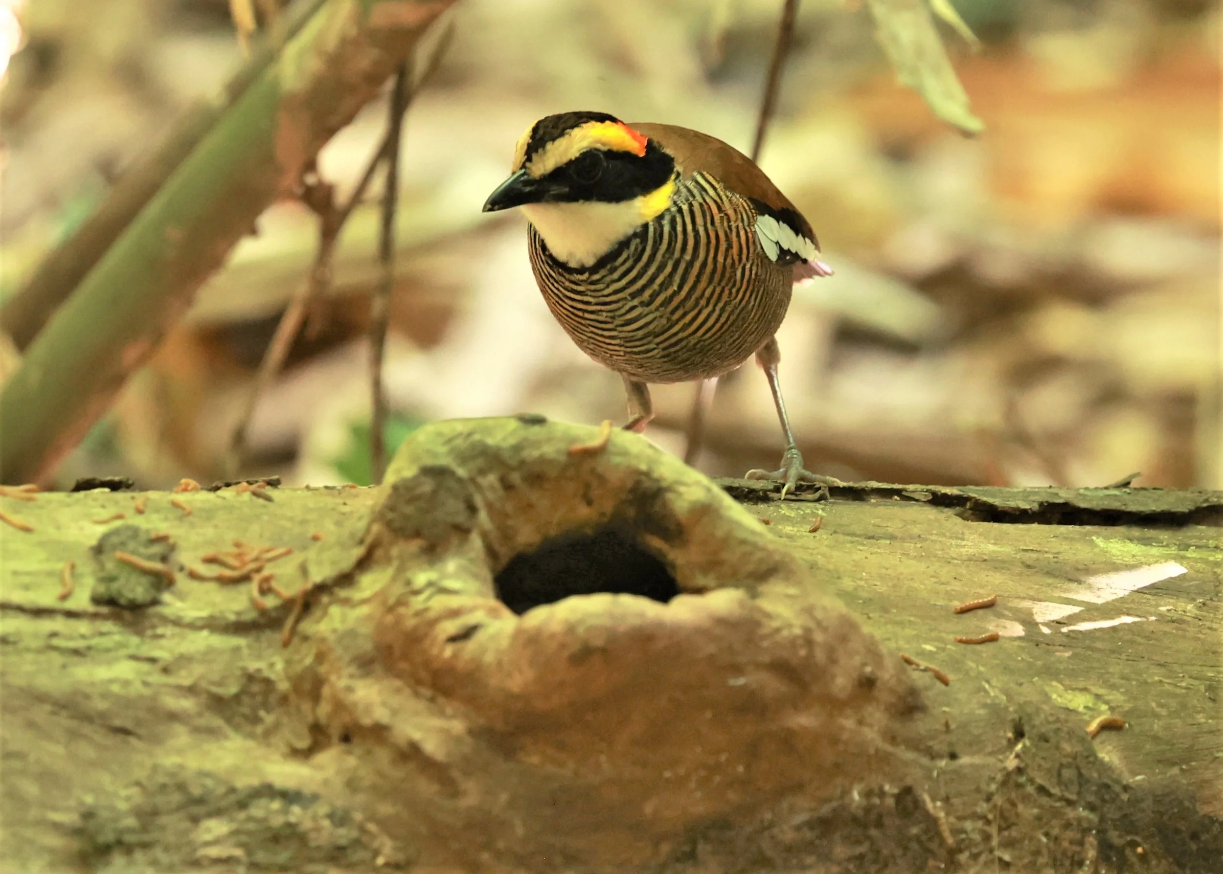 PITTA - Malayan banded pitta - Hydrornis irena - Si Phang Nga National Park, Thailand Feb 18-19, 2023 (13).jpg