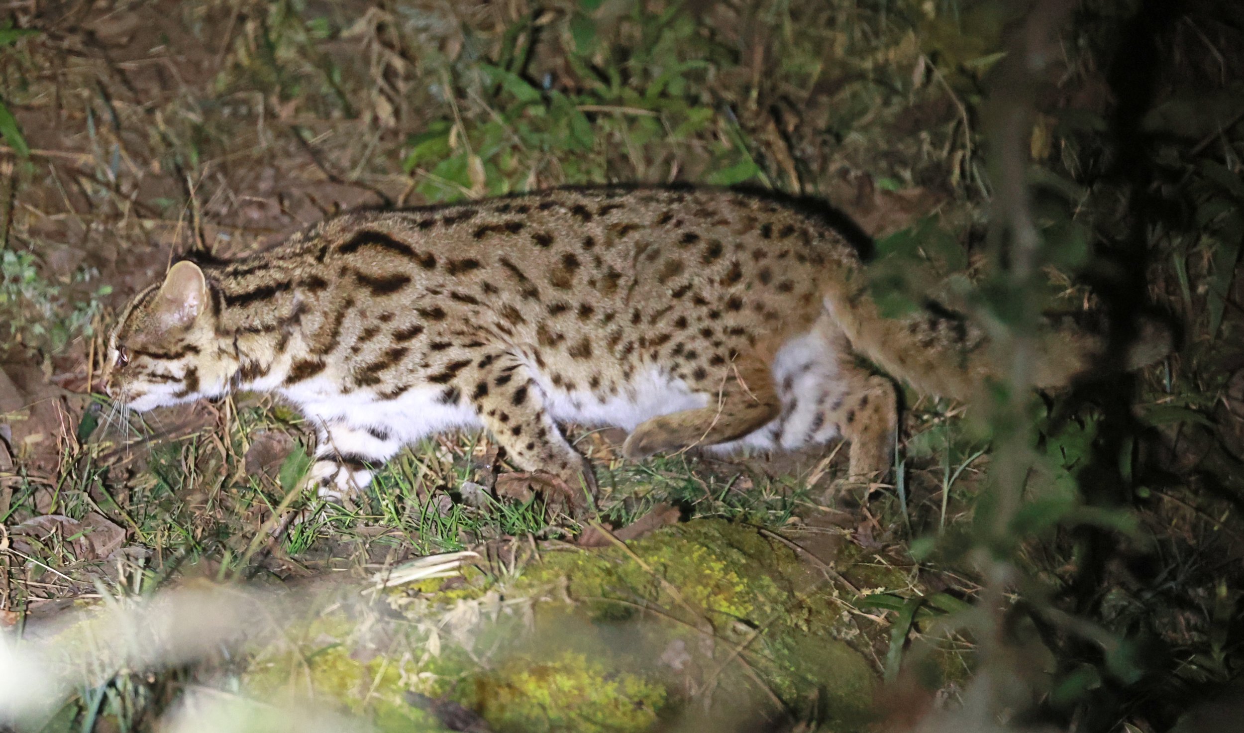 Mainland Leopard Cat (Prionailurus bengalensis) Tangjiahe National Nature Reserve, Sichuan China (43).jpg