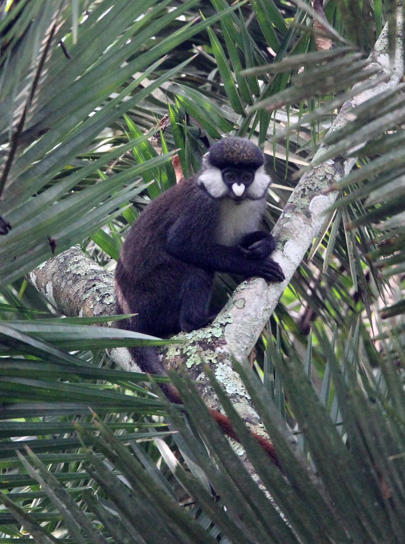 CERCOPITHECIDAE - Cercopithecus ascanius schmidti - SCHMIDT'S RED-TAILED MONKEY - KIBALE NATIONAL PARK UGANDA BIGODI SWAMP (38).JPG