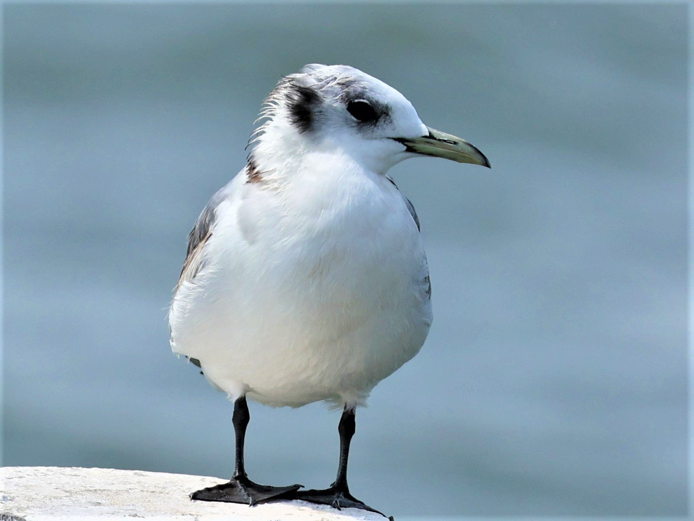 KITTIWAKE - BLACK-LEGGED KITTIWAKE - Rissa tridactyla - GULF OF SIAM OFF BANGKOK & SAMUT SAKHORN FEB 05 2022 (7).jpg