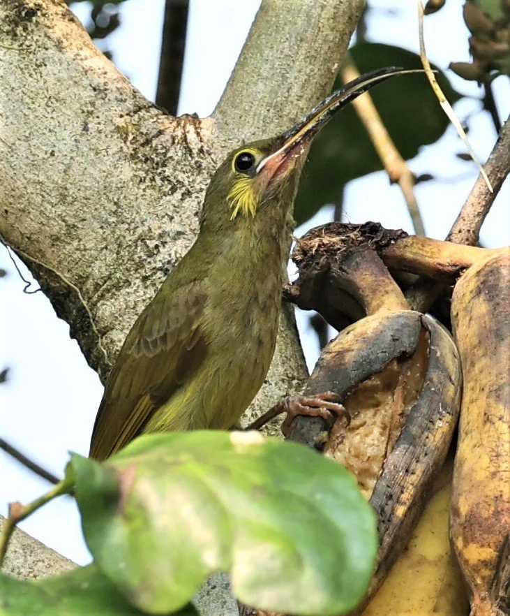 SPIDERHUNTER - YELLOW-EARED SPIDERHUNTER - Arachnothera chrysogenys - KRUNG CHING, KHAO LUANG NP NST, APRIL 2022 (9).jpg