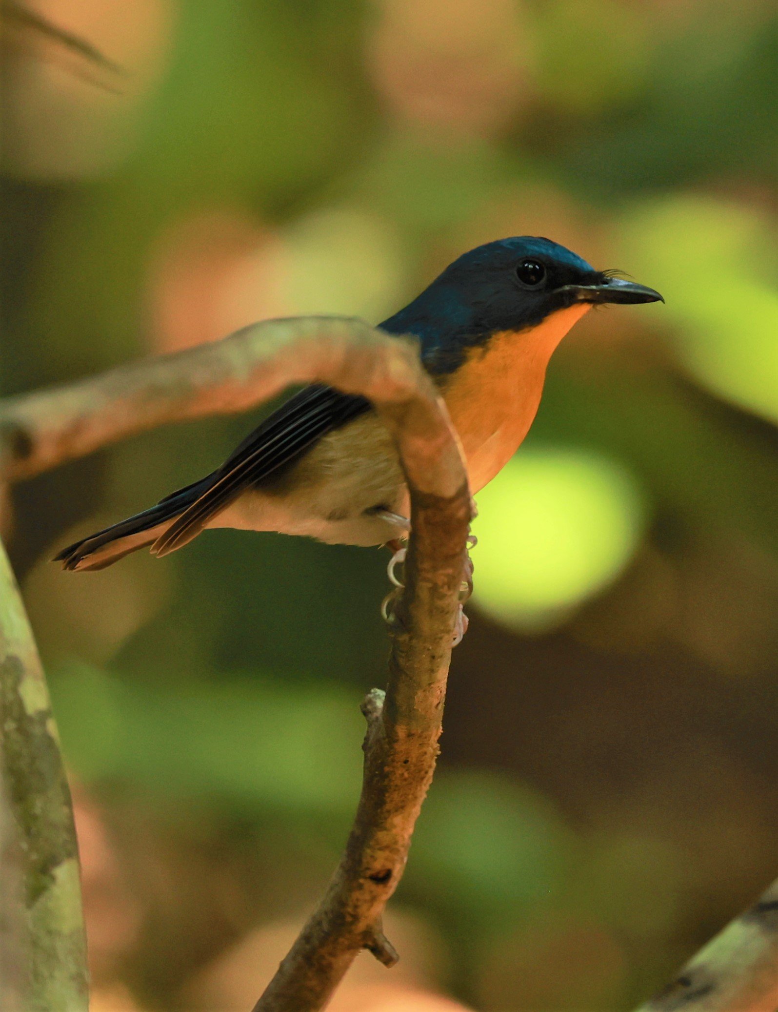 FLYCATCHER - LARGE BLUE FLYCATCHER - Cyornis magnirostris - Si Phang Nga National Park, Thailand Feb 18-19, 2023 (95).jpg