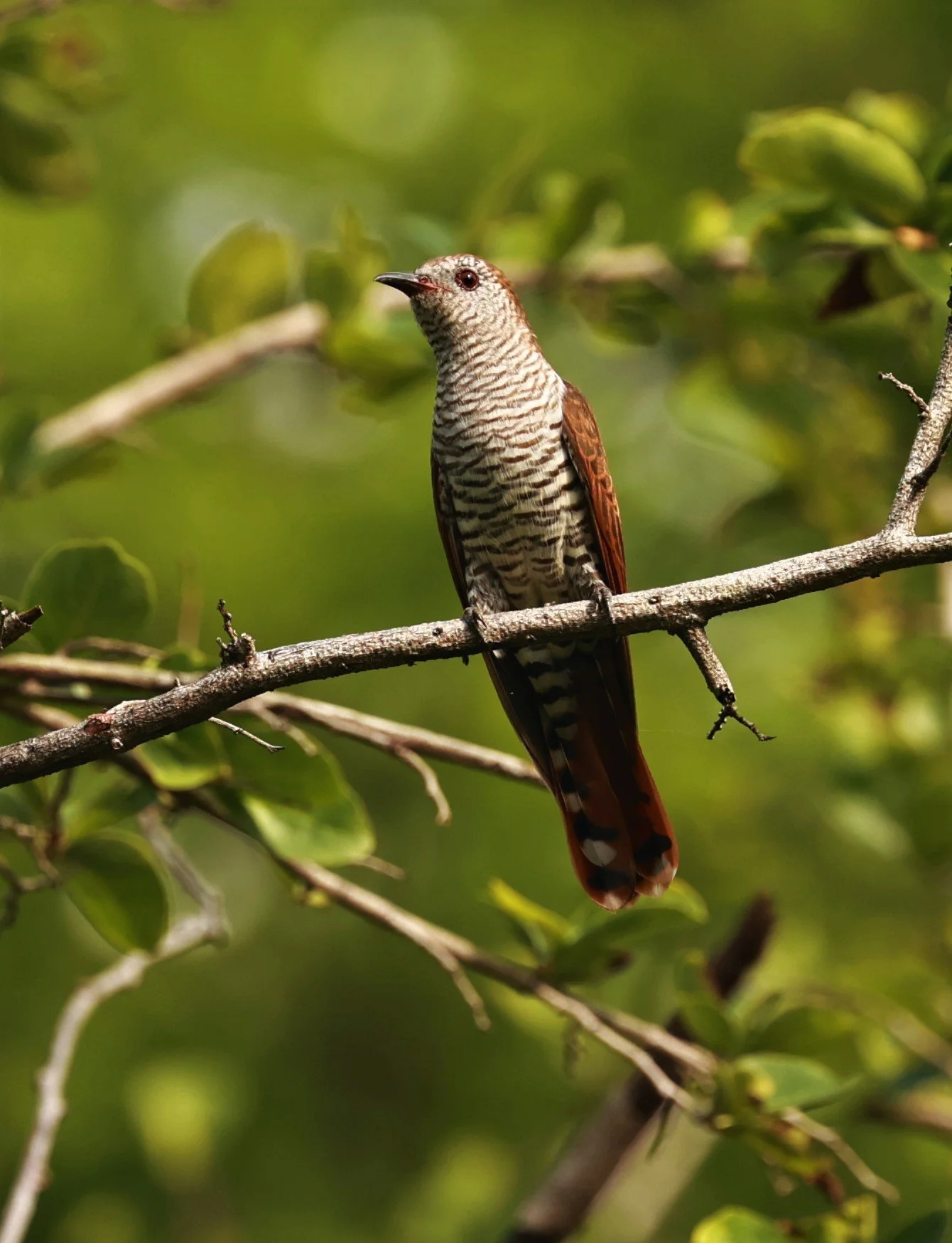 Violet Cuckoo (Chrysococcyx xanthorhynchus) Rama IX Park Bangkok (54).jpg