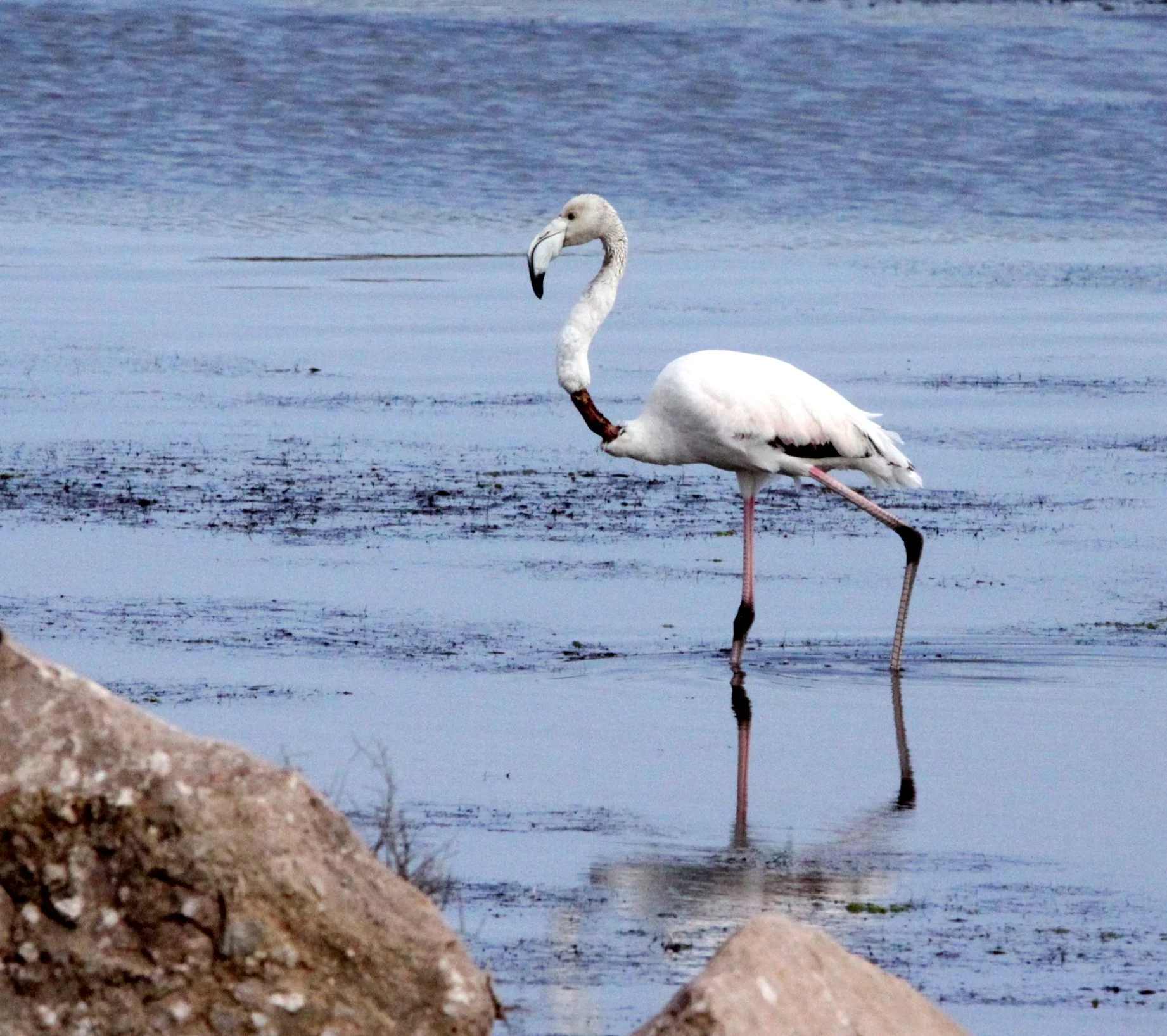 Phoenicopterus roseus - Greater Flamingo - Eland's Bay South Africa (3).JPG