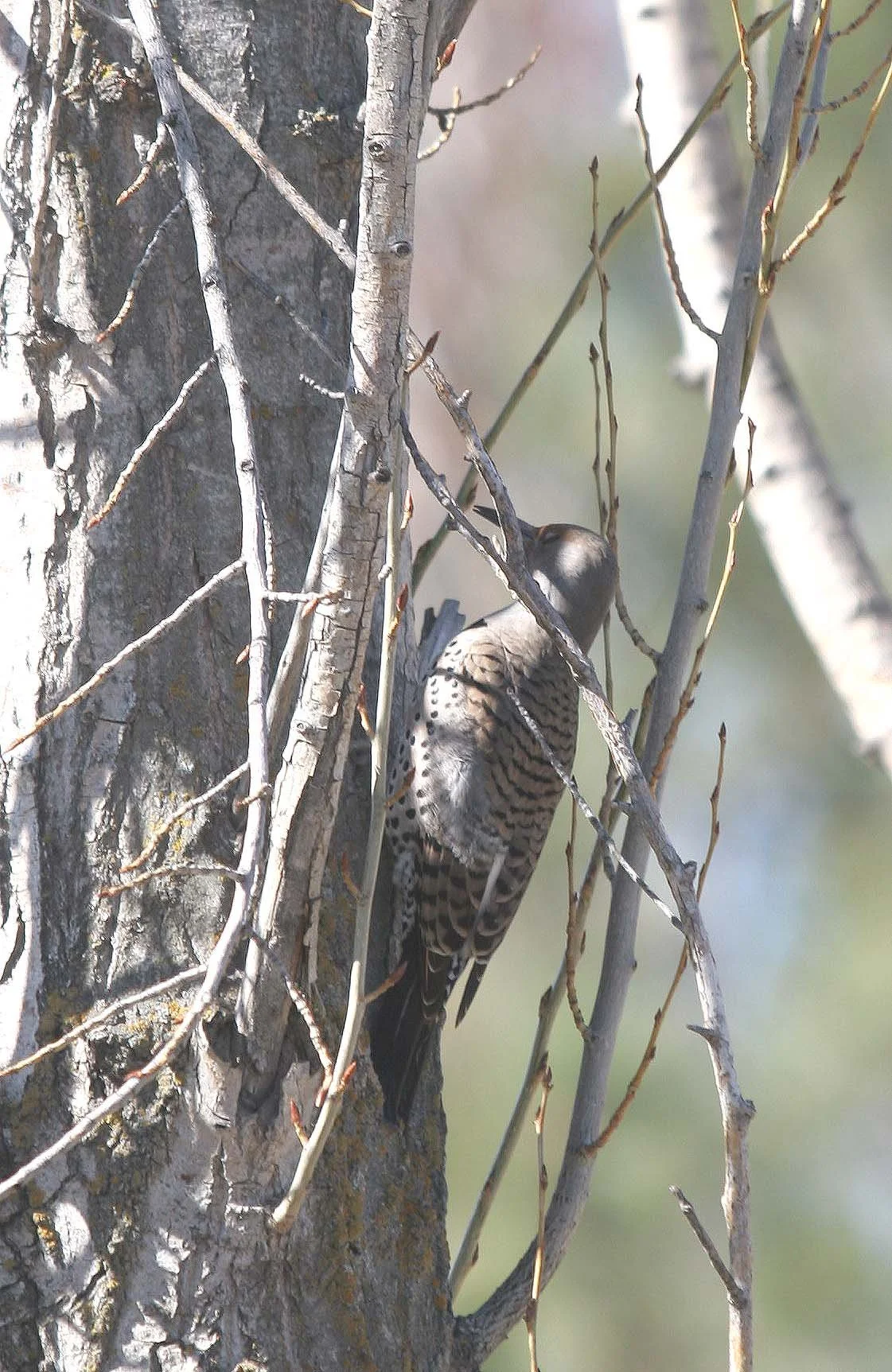 BIRD - WOODPECKER - NORTHERN FLICKER - STEAMBOAT ROCK CAMPGROUND.jpg