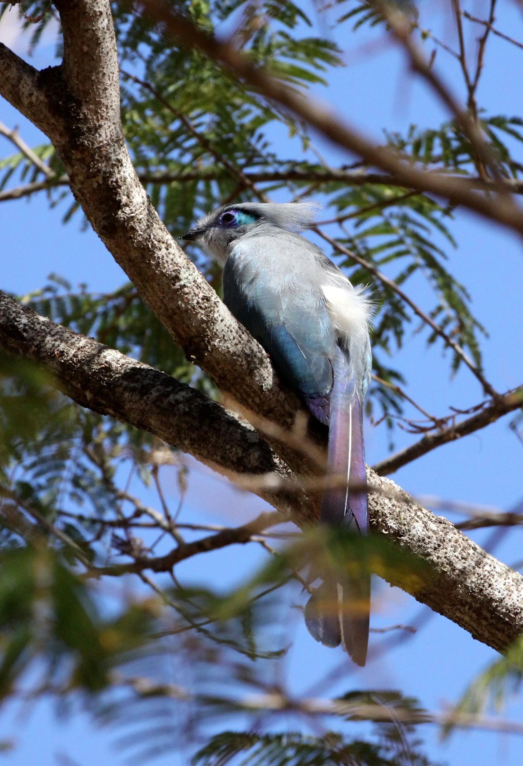 Crested Coua (Coua cristata) Kirindy NP Madagascar (10).JPG