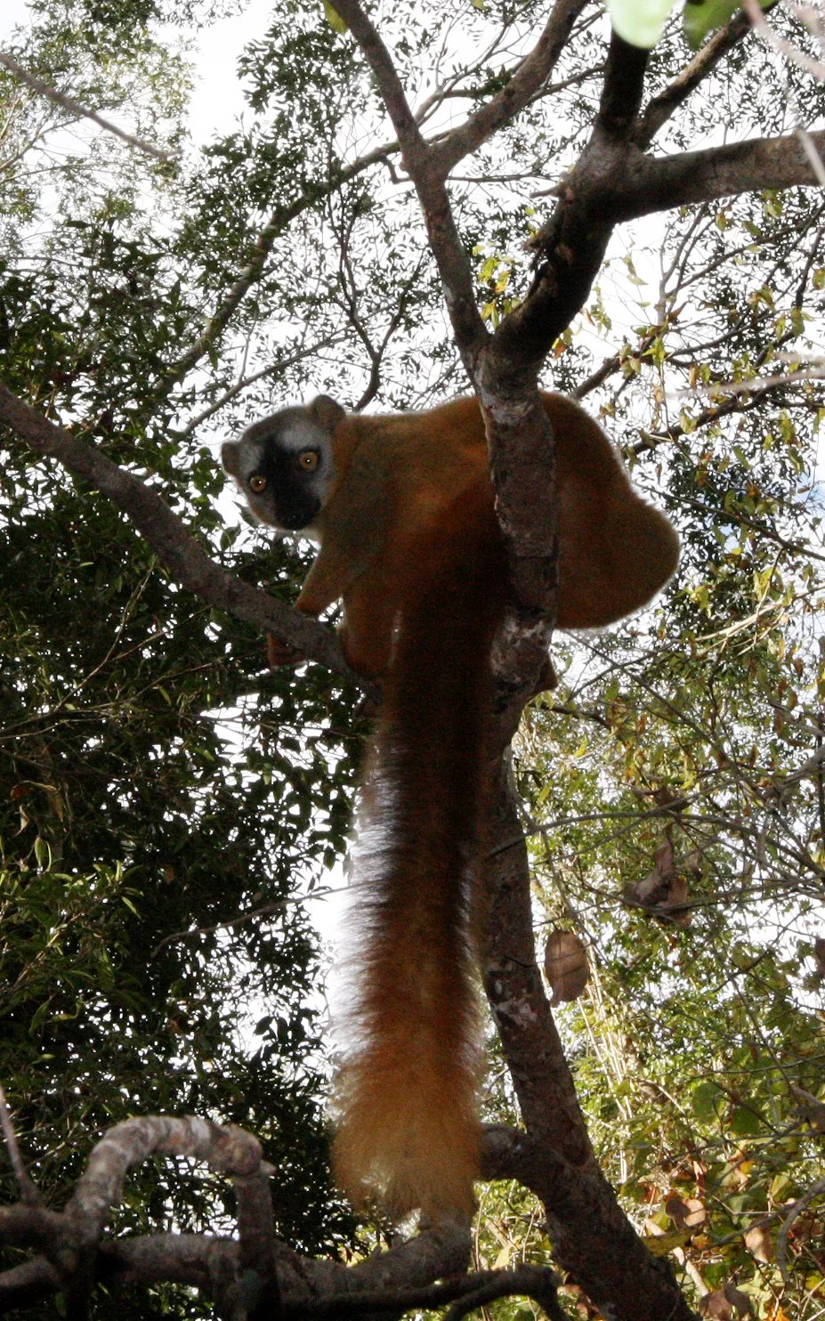 LEMURIDAE - Eulemur rufus -  RUFOUS BROWN LEMUR - KIRINDY NATIONAL PARK MADAGASCAR (39).JPG