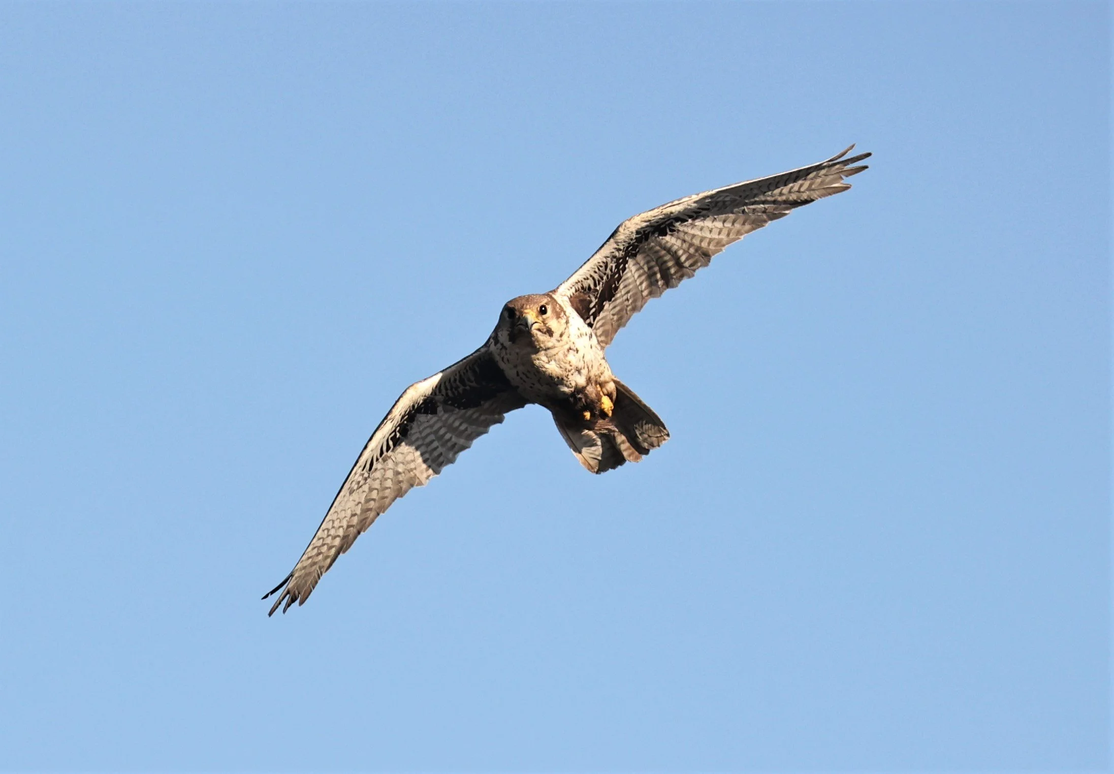 Falco mexicanus - PRAIRIE FALCON - MORLEY NELSON SNAKE RIVER BIRDS OF PREY NRA (68).jpg