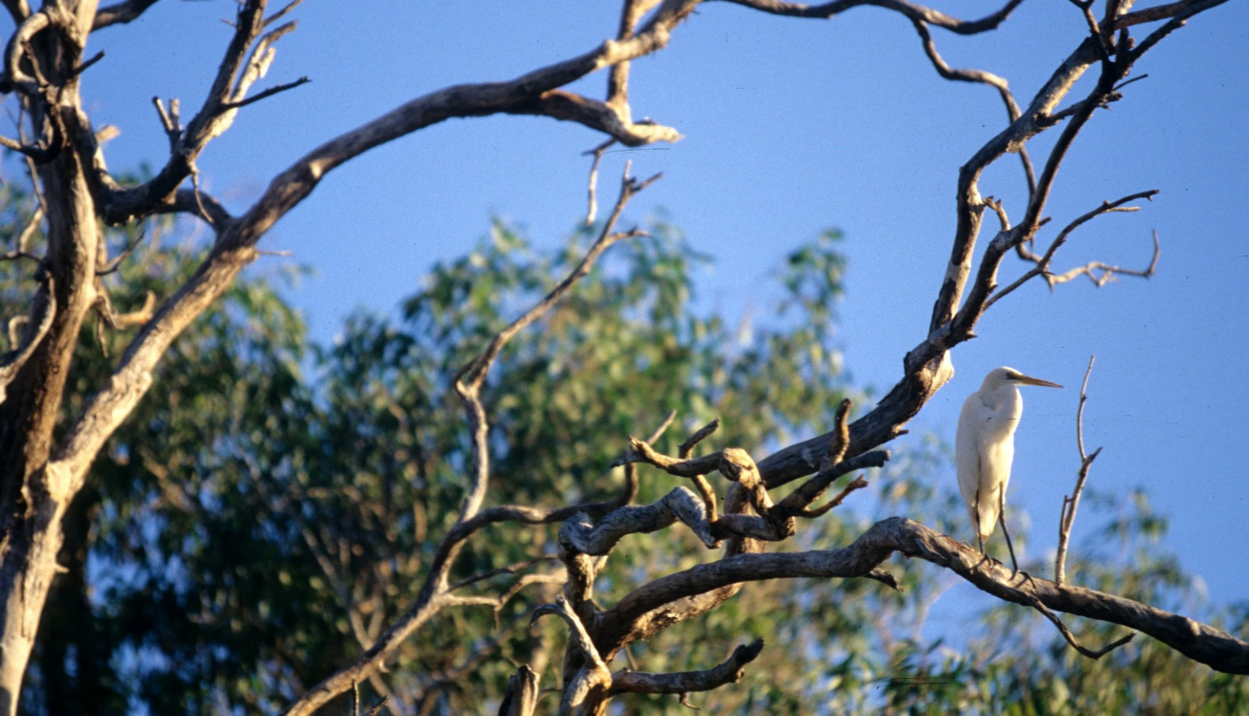 BIRD - EGRET - GREAT EGRET - KAKADU NP AA.jpg