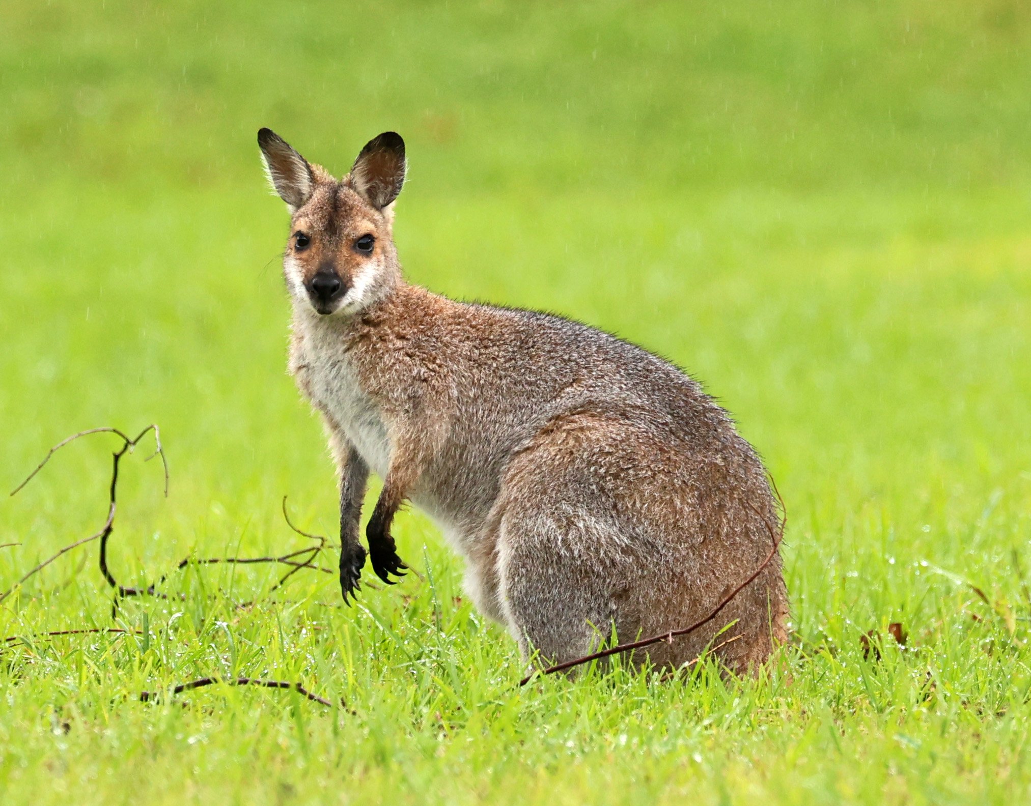 Red-necked Wallaby (Macropus rufogriseus) Lammington NP - Queensland 