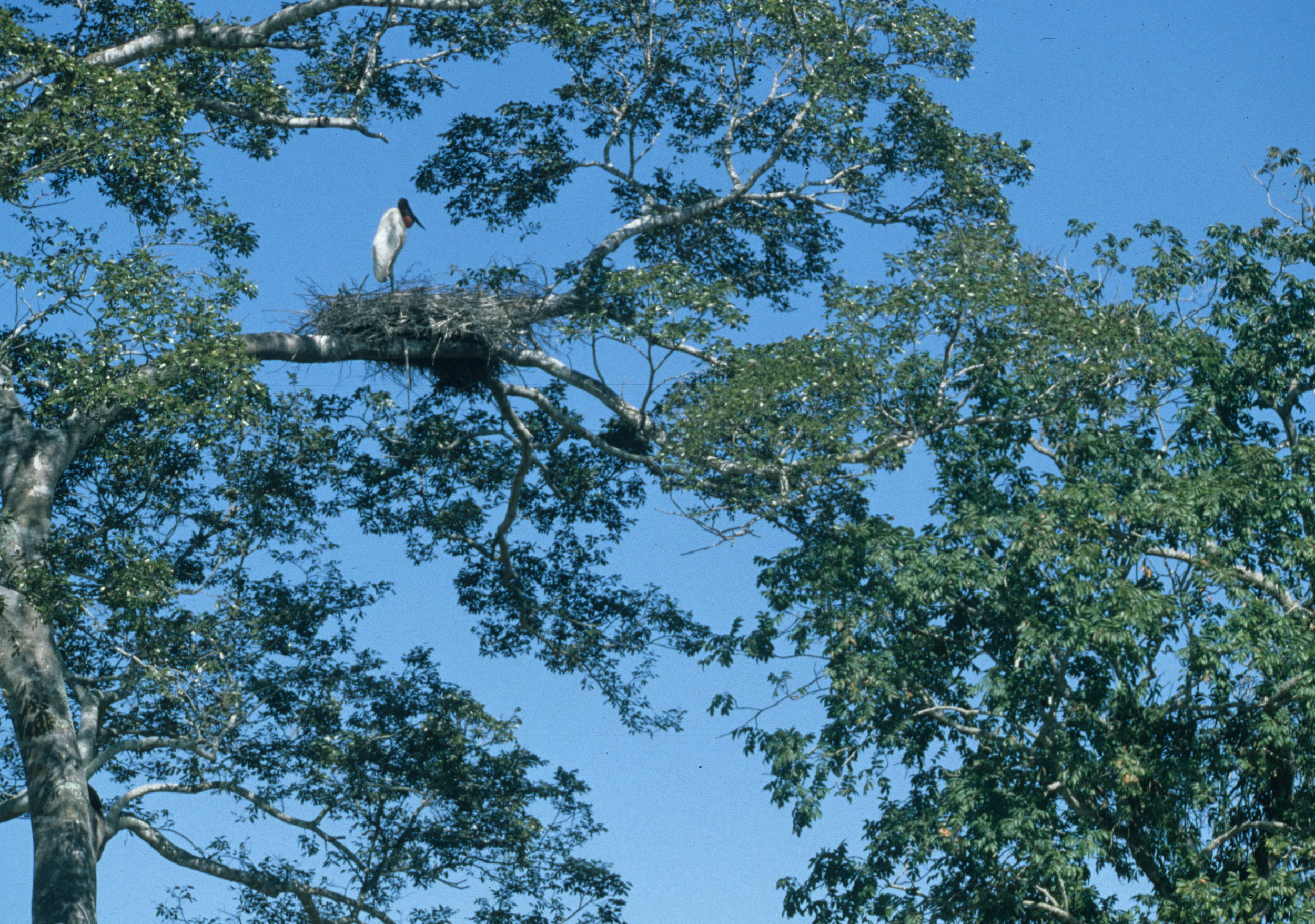 STORK - JABIRU - Jabiru mycteria - PANTANAL BRAZIL - MATTO GROSSO (19).jpg