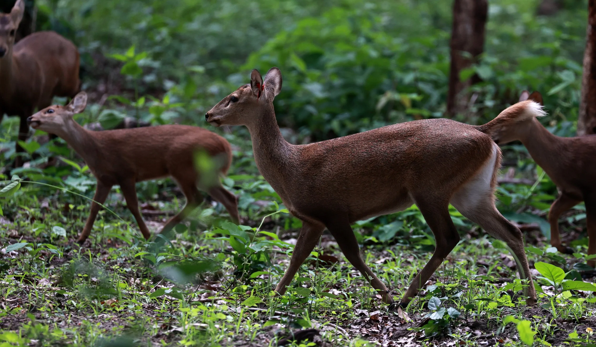 Axis annamiticus - Indochinese Hog Deer - Huai Kha Khaeng Wildlife Sanctuary June 2024 (15).jpg