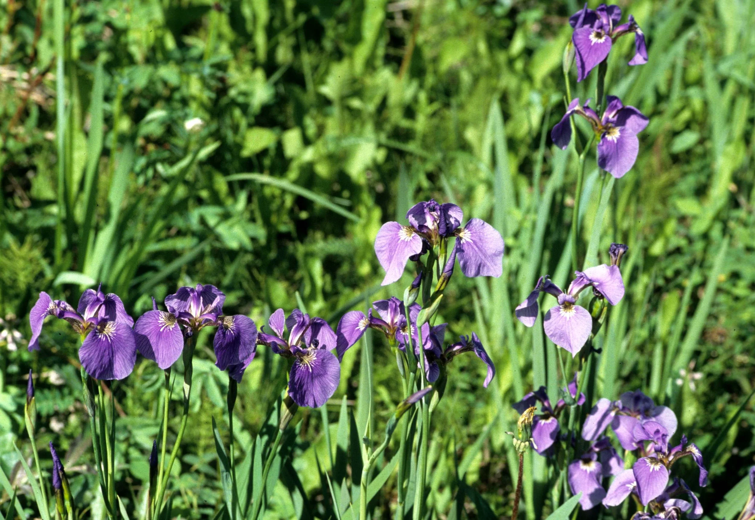 ALASKA - IRIS SETOSA ALONG ROADSIDE.jpg