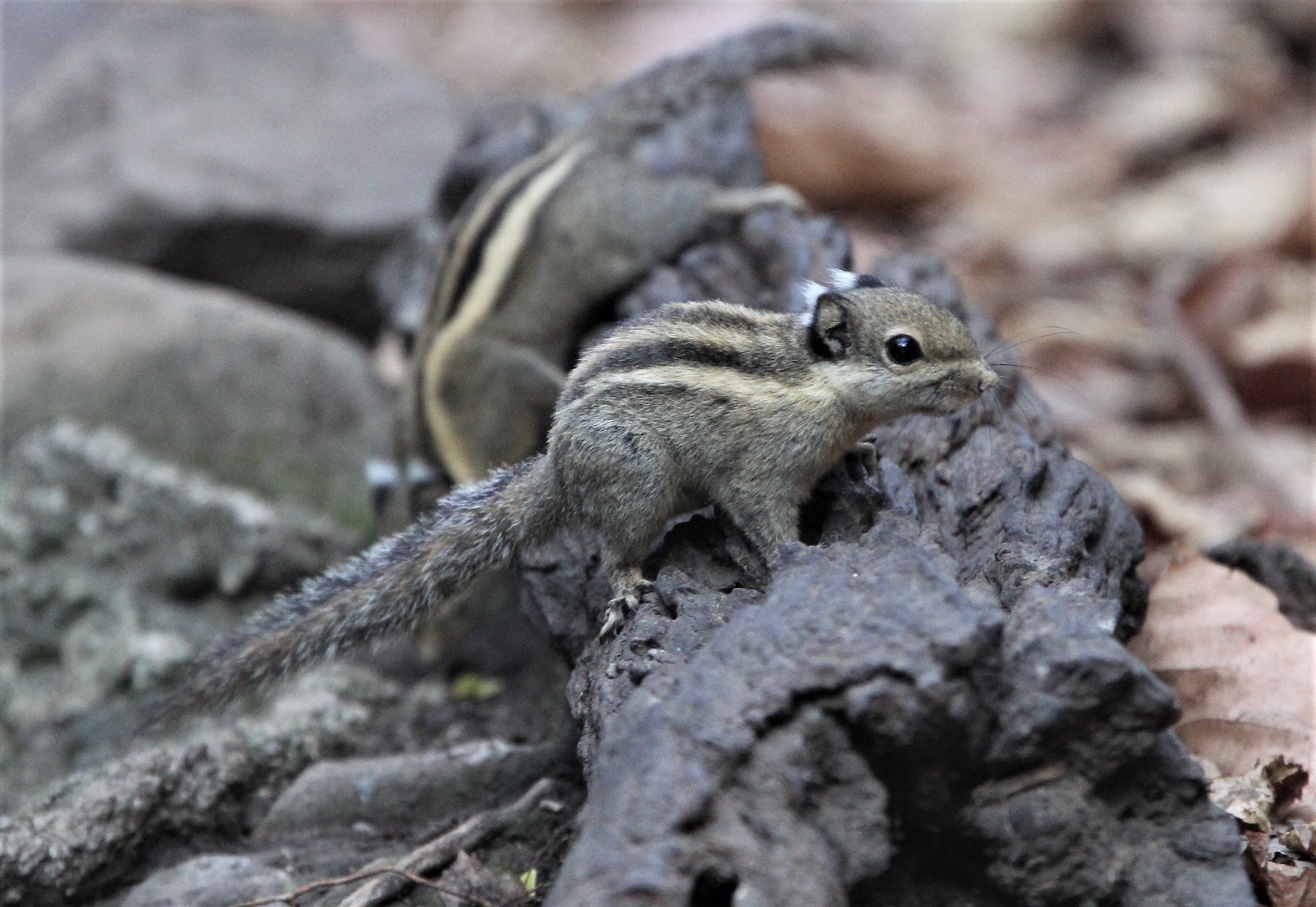 Tamiops mcclellandii - WESTERN STIPED SQUIRREL - LUNG SIN HIDE, KAENG KRACHAN (2).jpg
