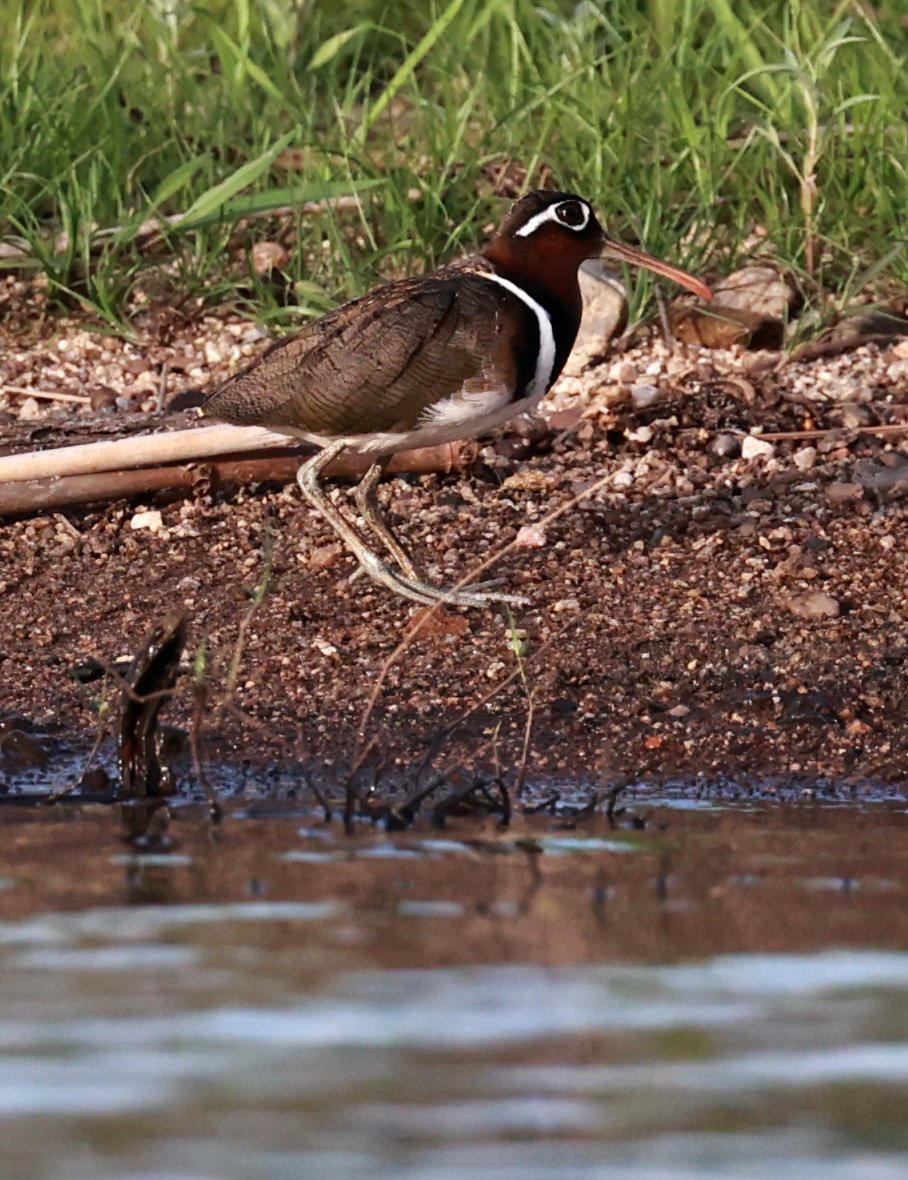 Greater Painted-Snipe (Rostratula benghalensis) seen along the Thap Salao Dam lakeshore at HKK