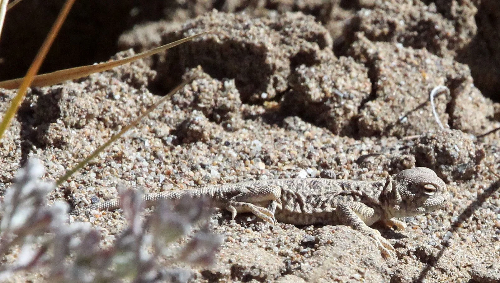Phrynocephalus vlangalii - TOAD-HEADED LIZARD - Phrynocephalus vlangalii - KU HAI LAKE QINGHAI CHINA (23).JPG