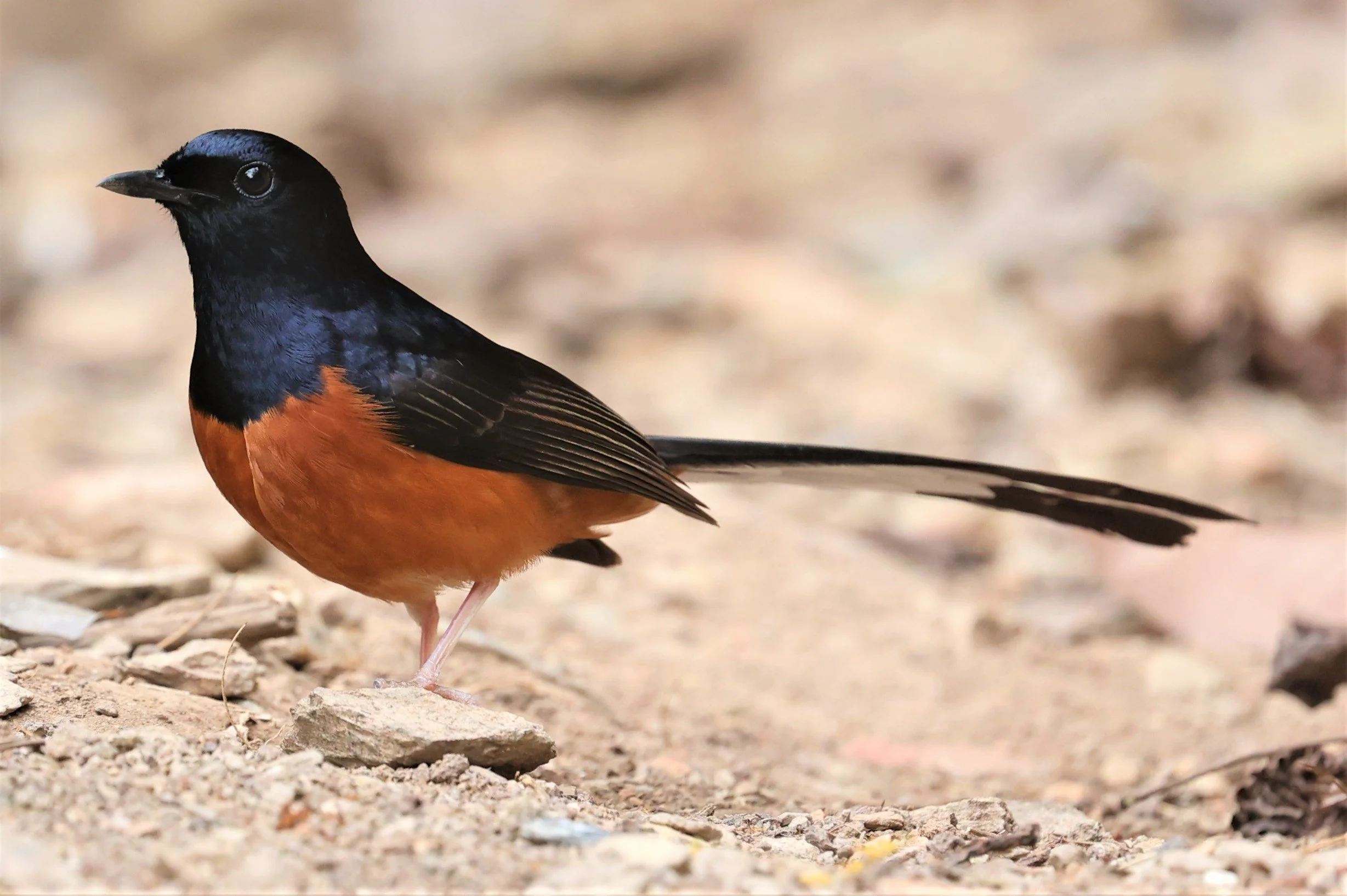 SHAMA - WHITE-RUMPED SHAMA - Copsychus malabaricus - SRI SATCHANALAI NP MANAO WATERHOLE MAY 1 2022 (4).jpg