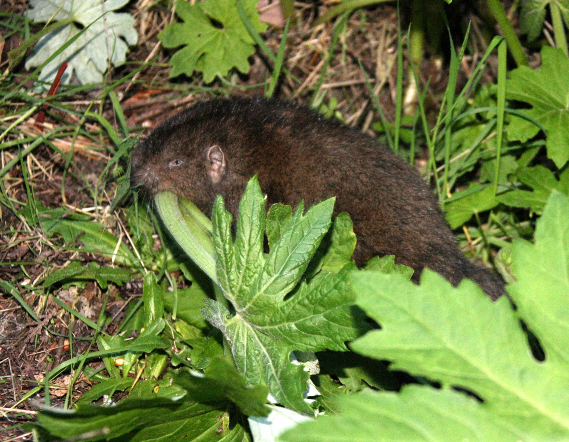 RODENT - MOUNTAIN BEAVER - LAKE FARM WASHINGTON (10).JPG
