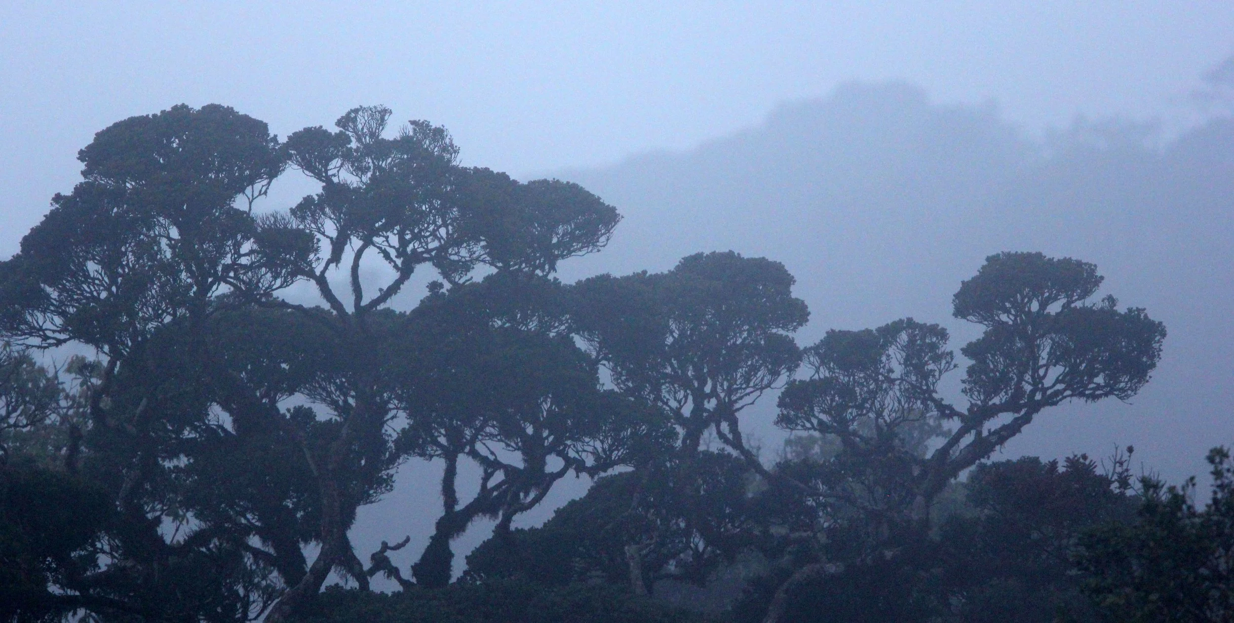 HORTON PLAINS NATIONAL PARK SRI LANKA (12).JPG