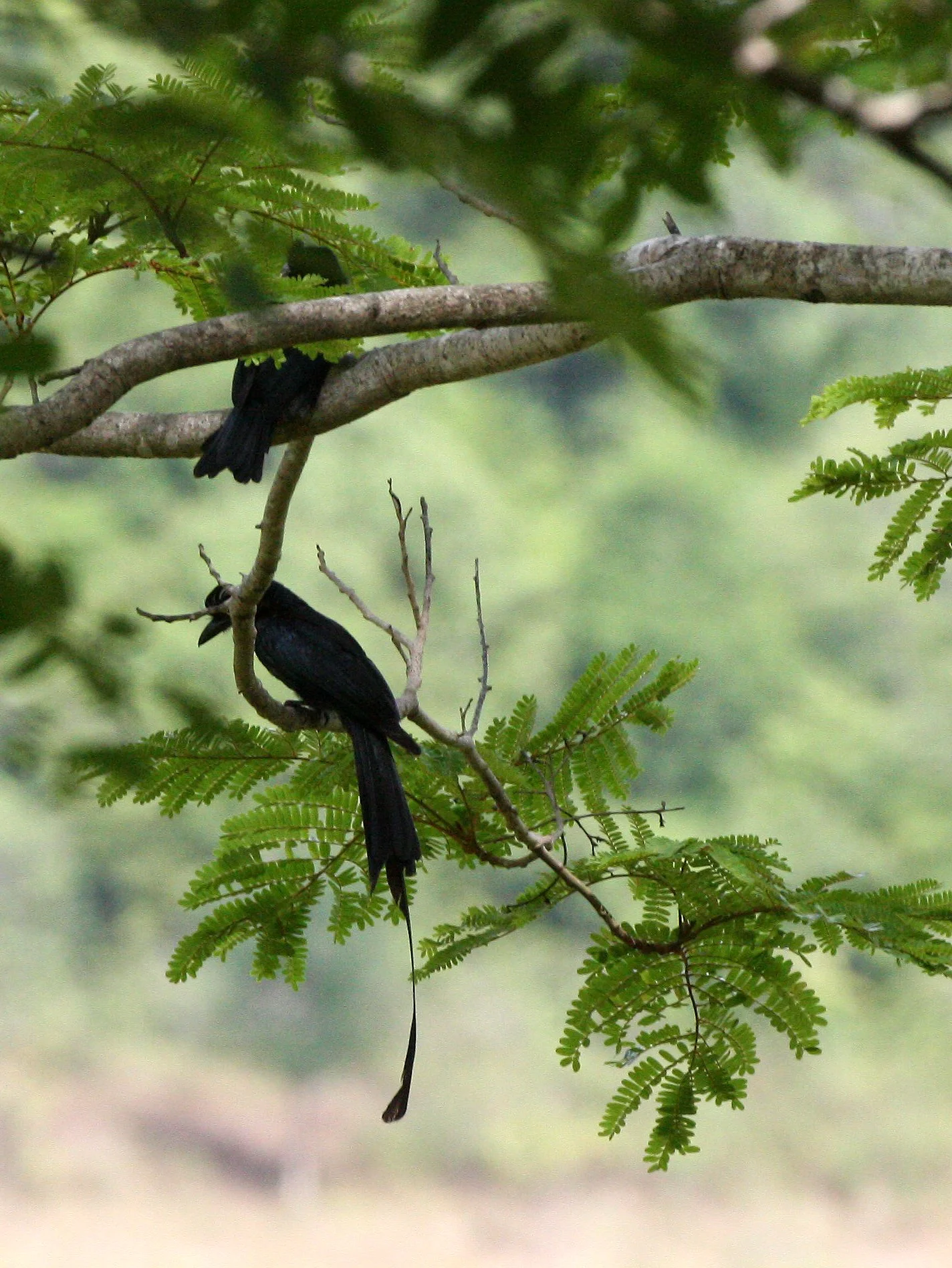 DRONGO - GREATER RACKET TAILED DRONGO - Dicrurus paradiseus - KAENG KRACHAN NP THAILAND (3).JPG