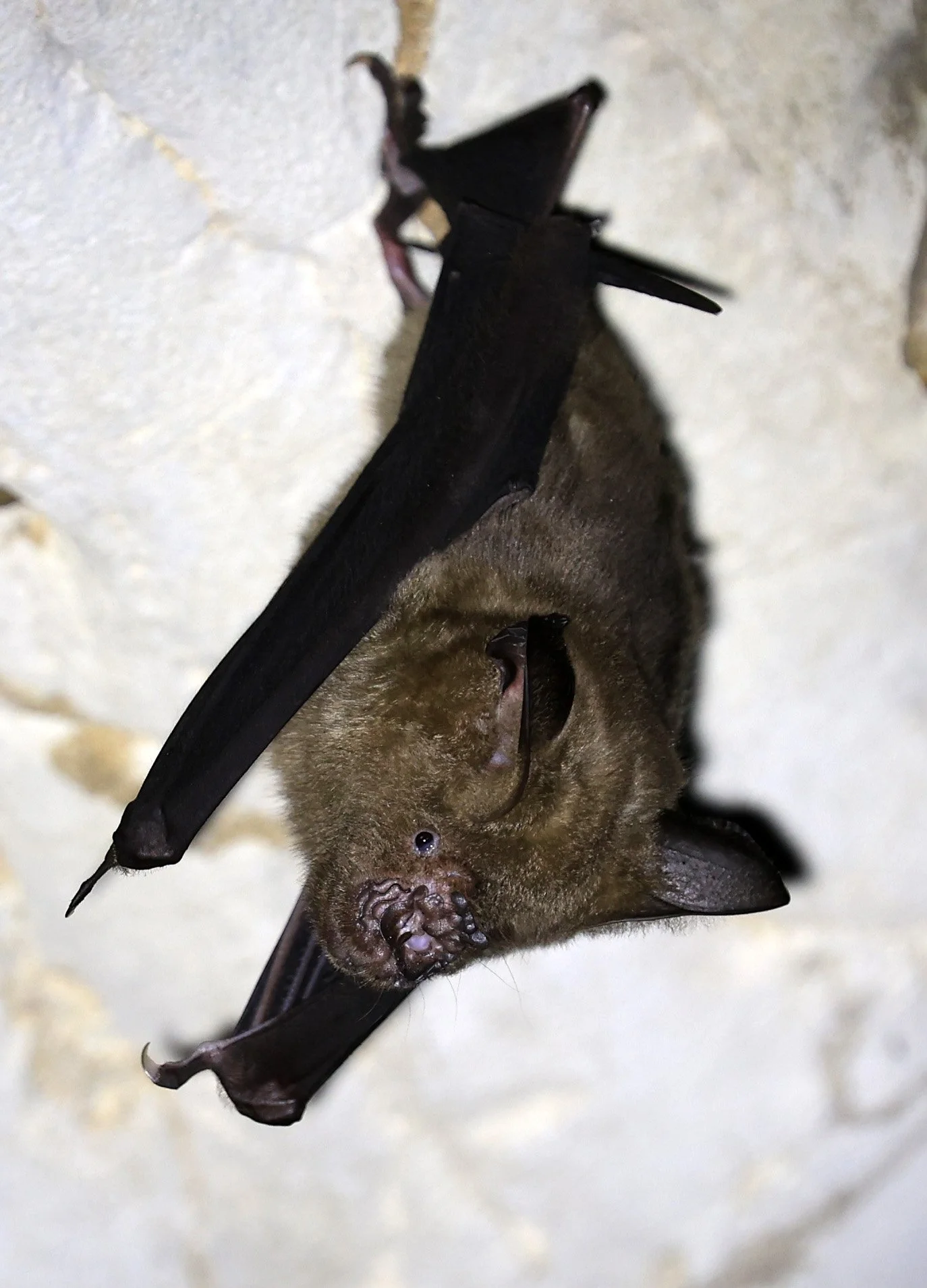 Great Himalayan Leaf-nosed Bat (Hipposideros armiger) Wat Sa Nam Sai Temple Pak Chong Thailand (16).jpg