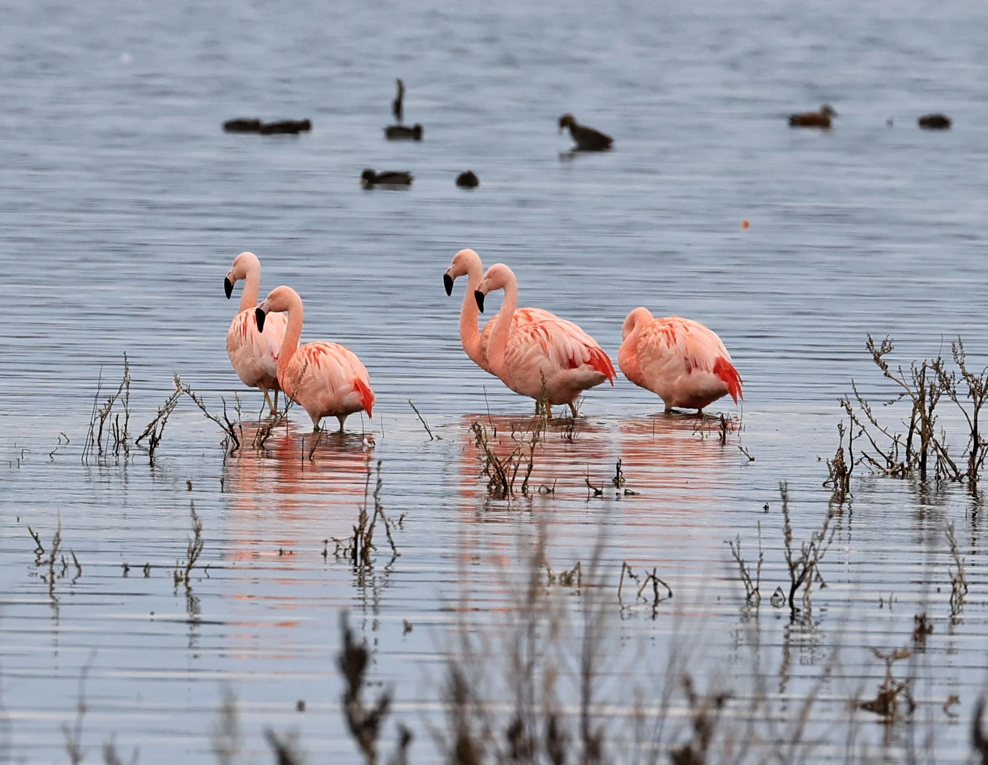 Chilean Flamingo (Phoenicopterus chilensis) Lagunas del Ornitólogo, Trelew Argentina (95).jpg