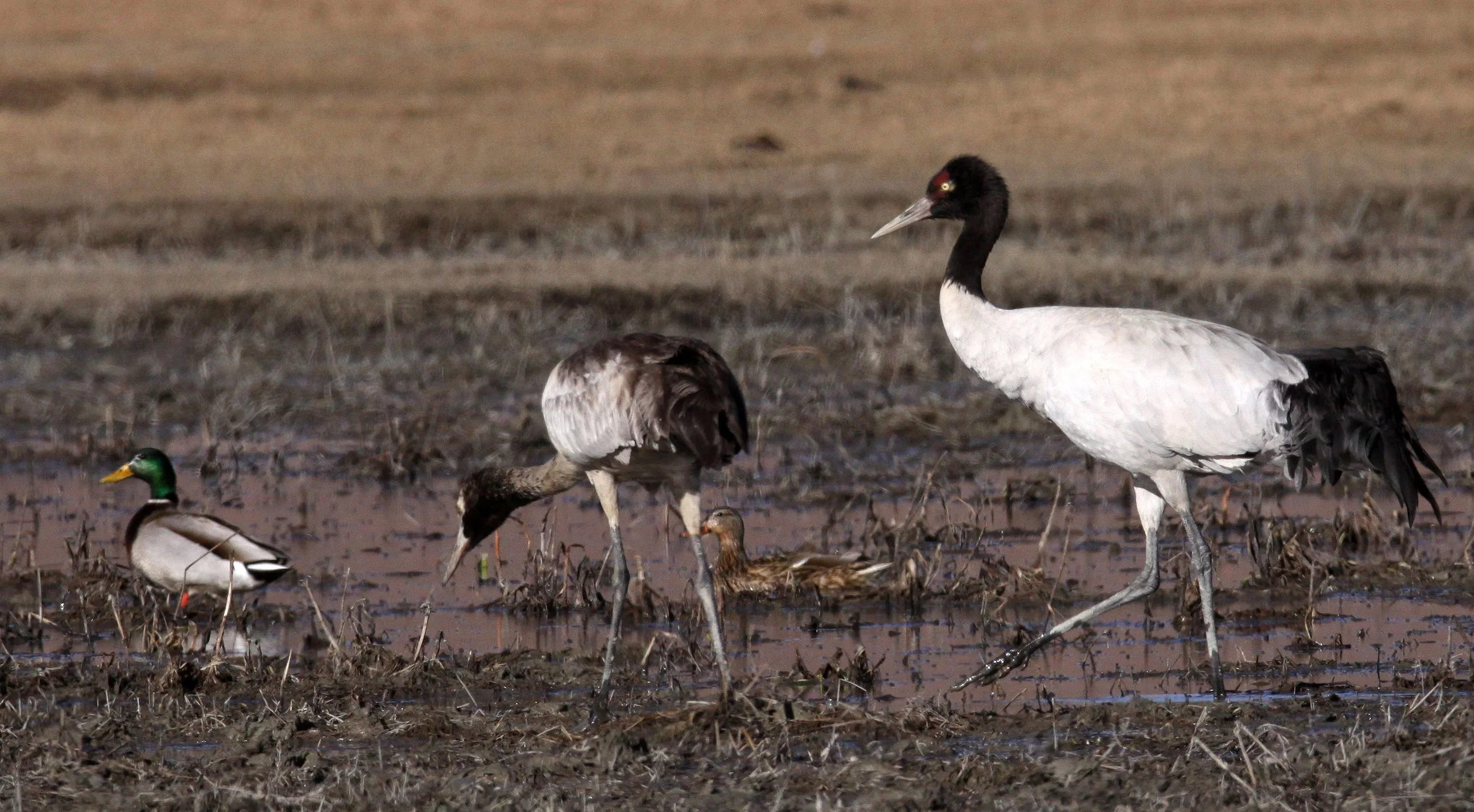 Grus nigricollis - BLACK-NECKED CRANE - NAPAHAI WETLANDS YUNNAN CHINA A (72).JPG
