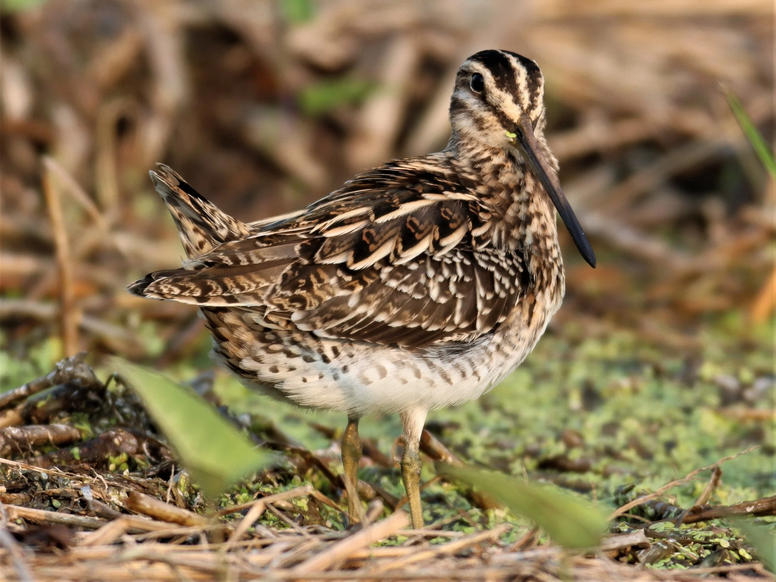 SNIPE - COMMON SNIPE - Gallinago gallinago - LAT KRABANG WETLANDS NEAR BKK (68).jpg
