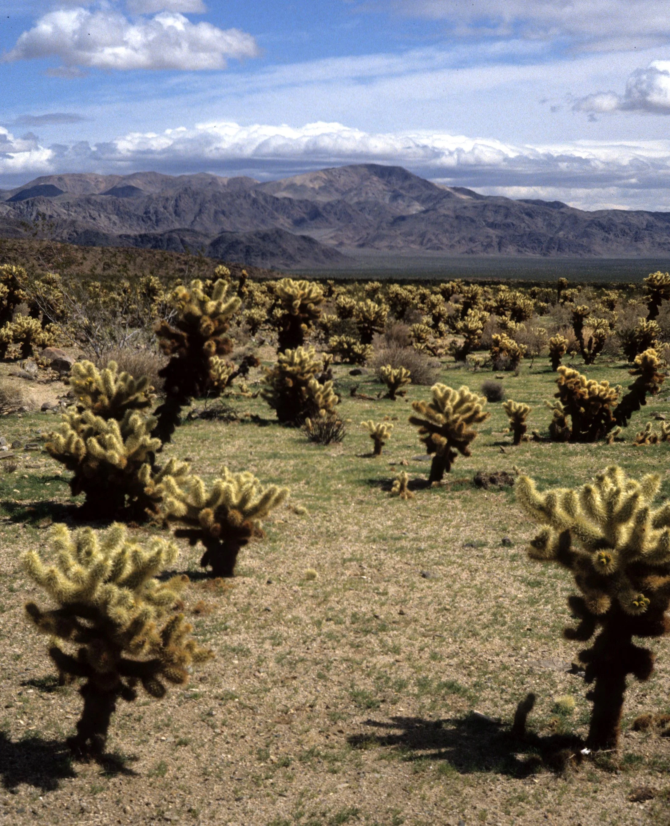 JOSHUA TREE NP - CACTACEAE - OPUNTIA BIGLOVII - TEDDY BEAR CHOLLA  FOREST A.jpg