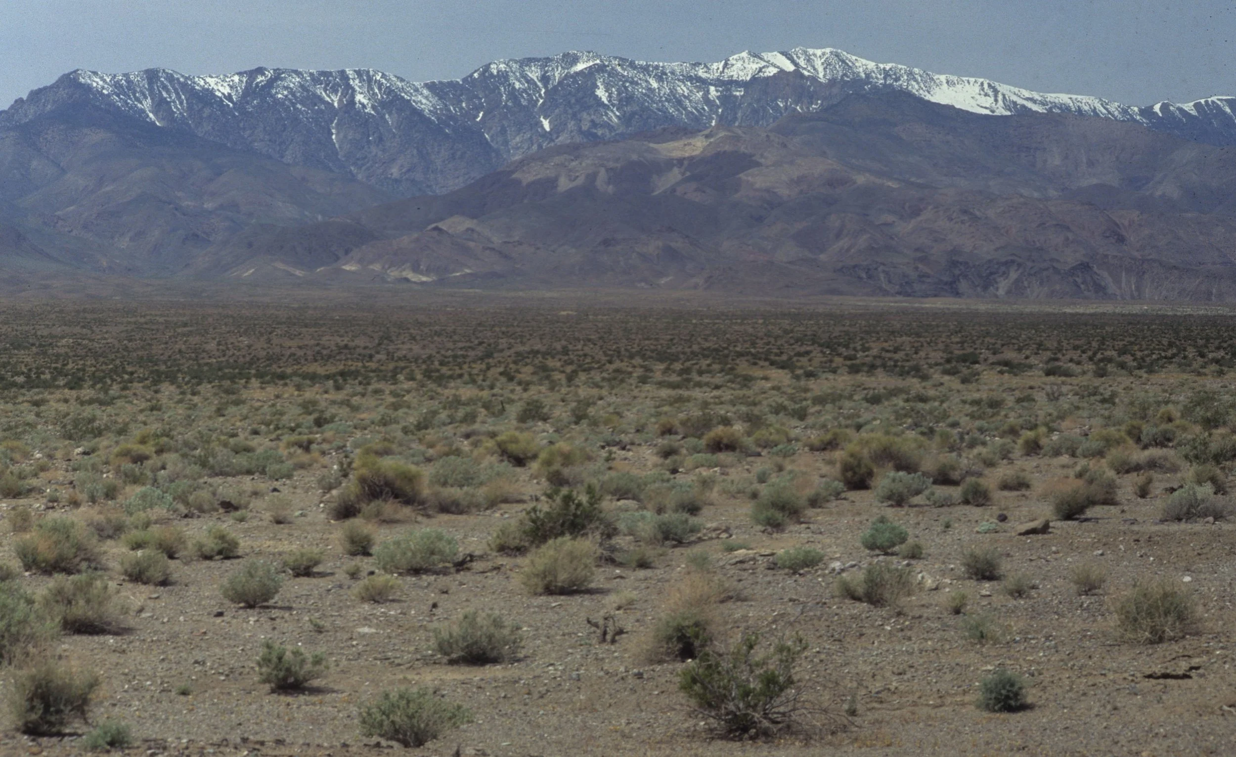 DEATH VALLEY - ARTEMISIA COMMUNITY - WITH PANAMINTS IN BACKGROUND.jpg