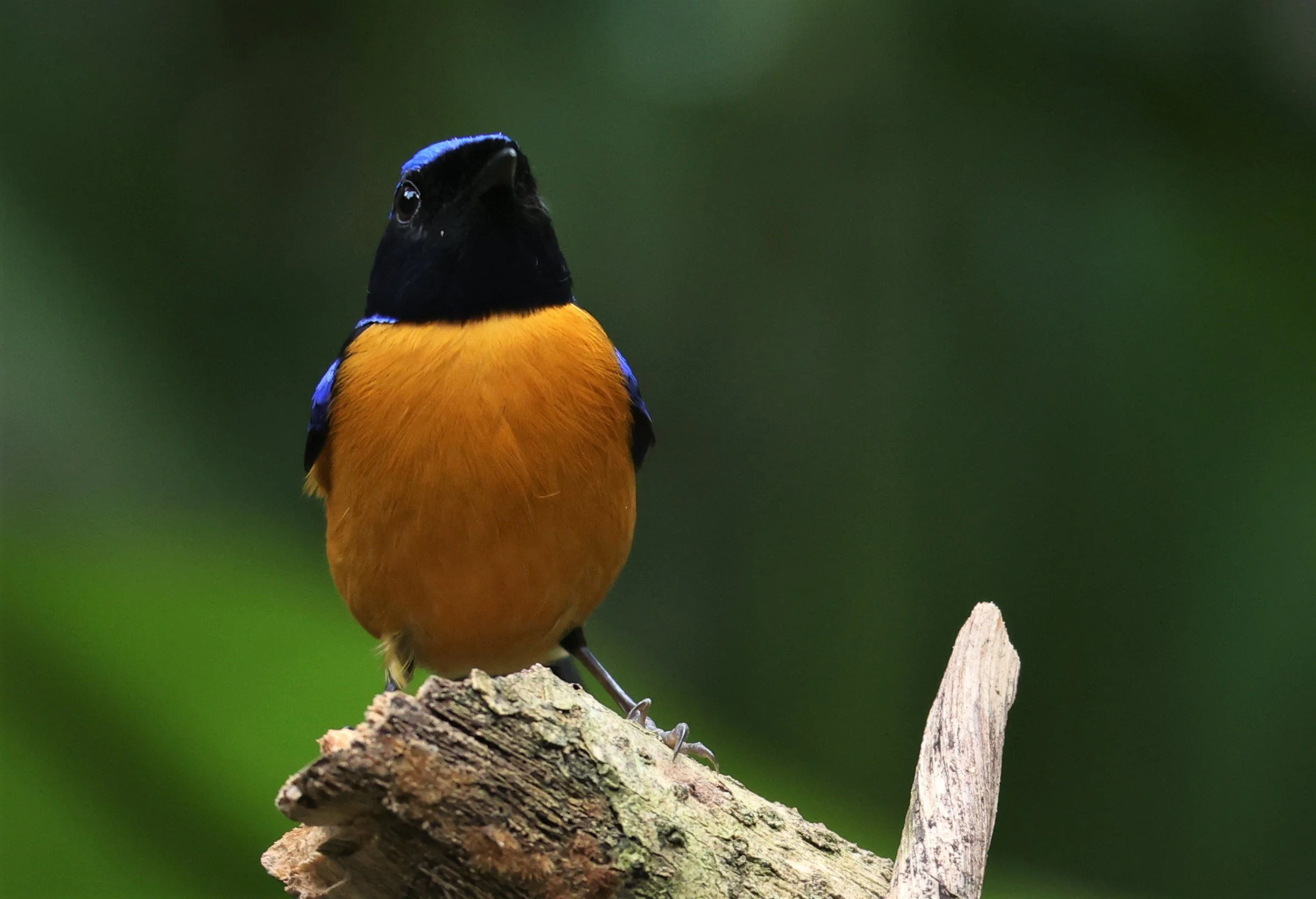 NILTAVA - RUFOUS-BELLIED NILTAVA - Niltava sundar - DOI INTHANON NP CHIANG MAI, DEC 2021 (17).JPG