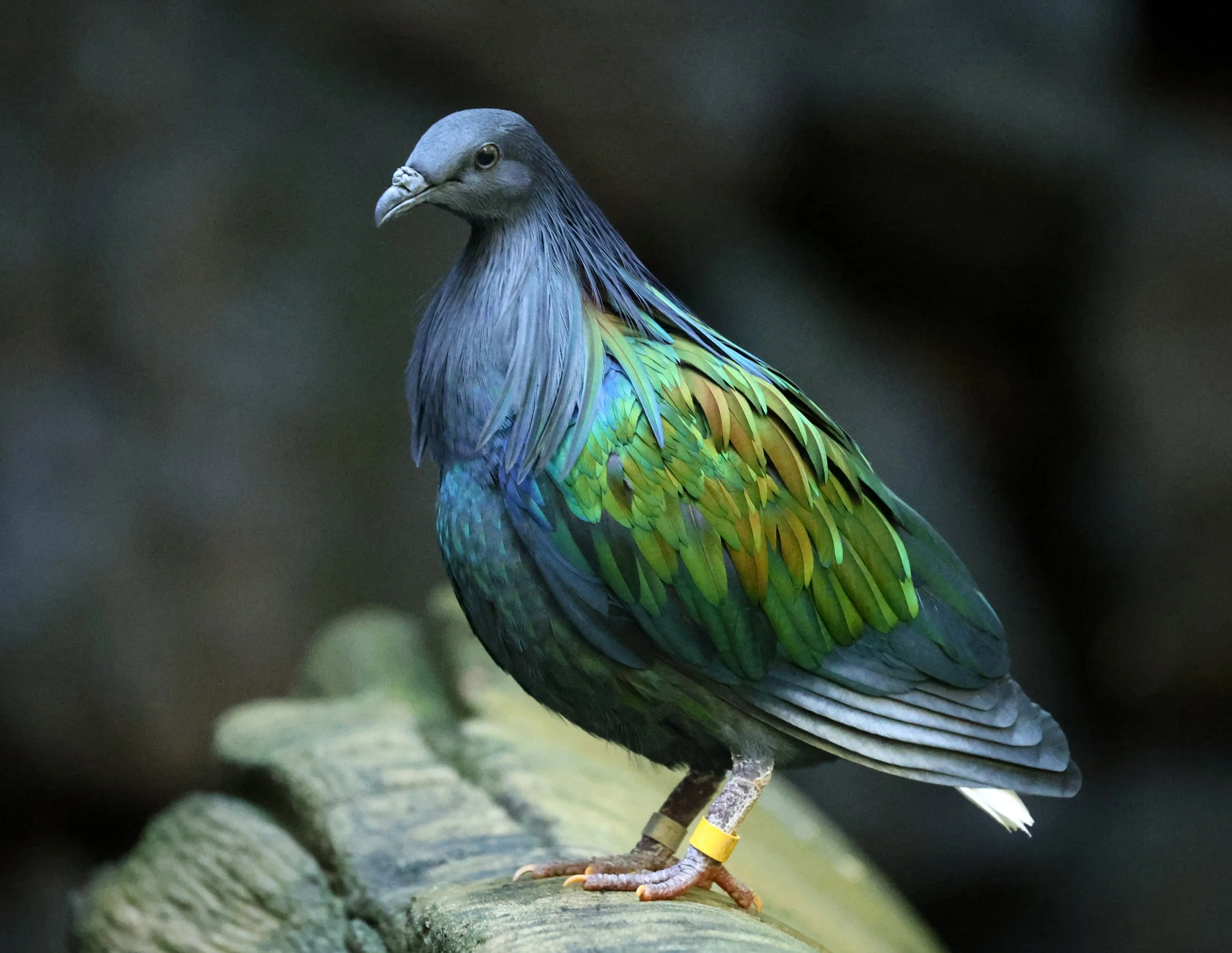 Nicobar Pigeon (Caloenas nicobarica) Koala Trail Road and Locations South of Brisbane - Queensland (10).jpg