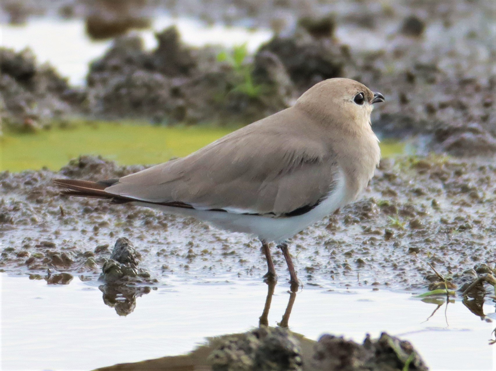 PRATINCOLE - SMALL PRATINCOLE - Glareola lactea - BANG KHAEM NAKHON PATHOM (41).jpg