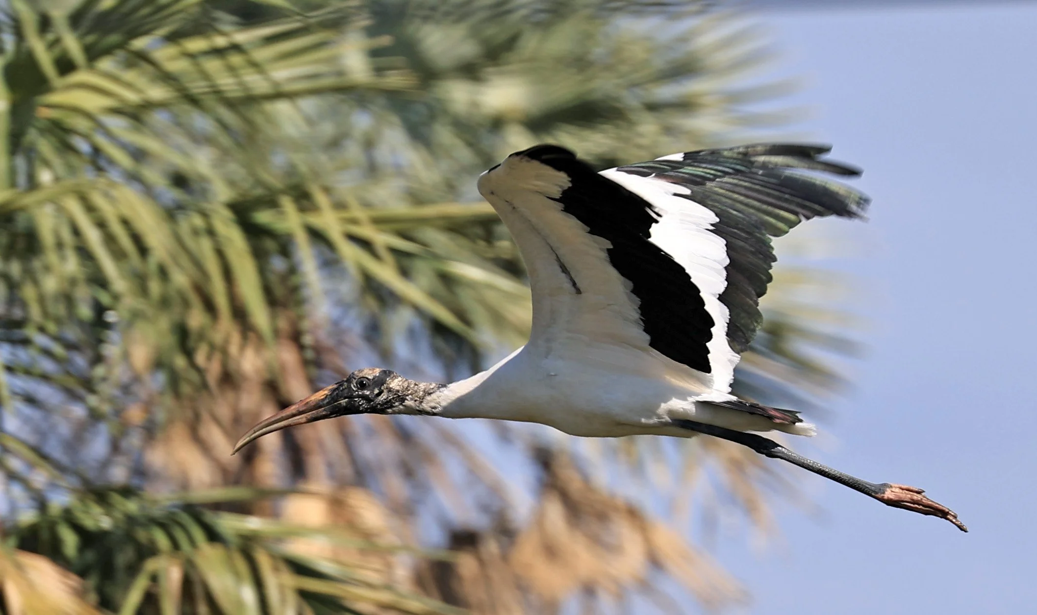 Wood Stork (Mycteria americana) Wetlands along Road between Pozo Colorado & Asuncion