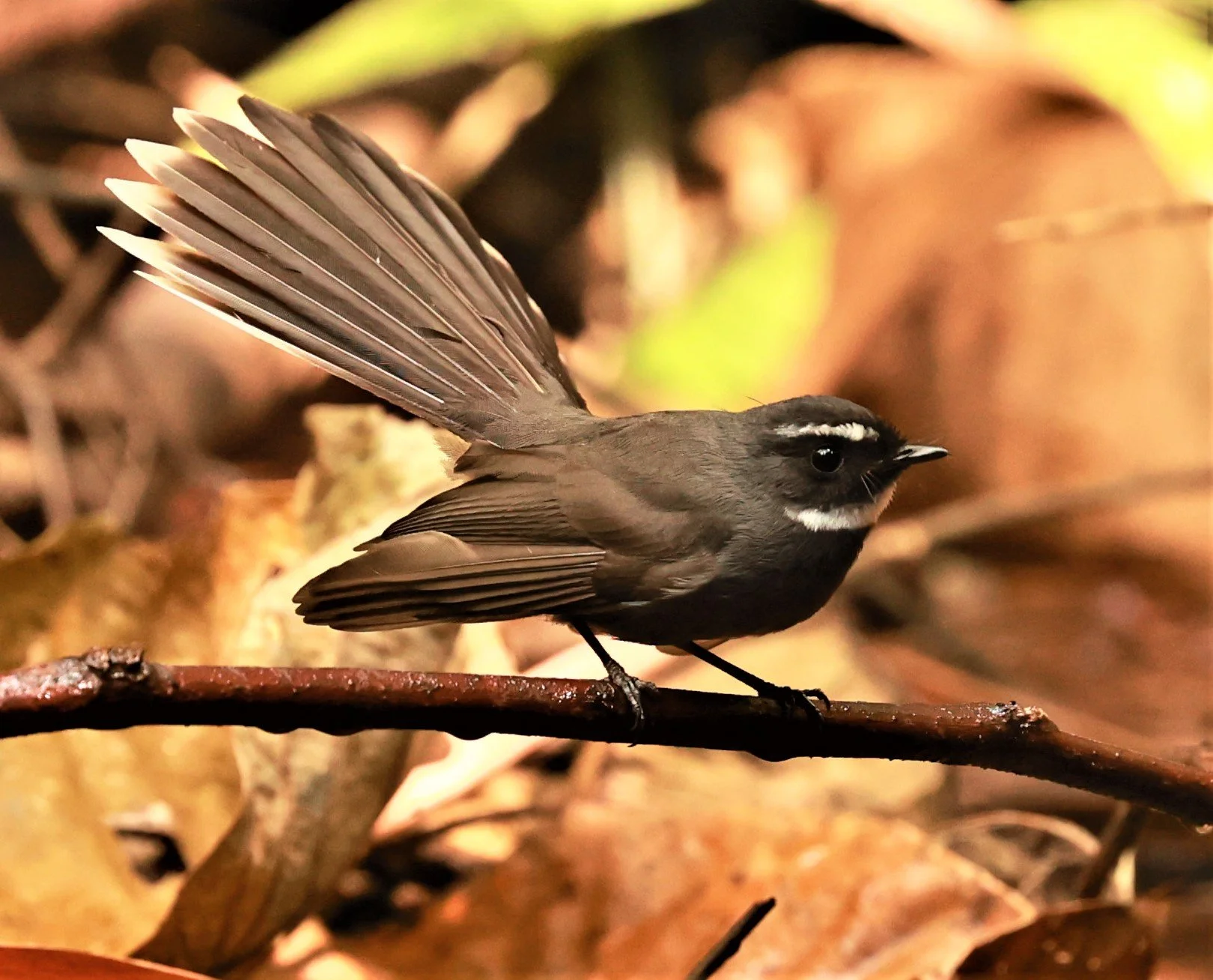FANTAIL- WHITE-THROATED FANTAIL - Rhipidura albicollis - PHU SUAN SAI NATIONAL PARK LOEI PROVINCE (3).jpg