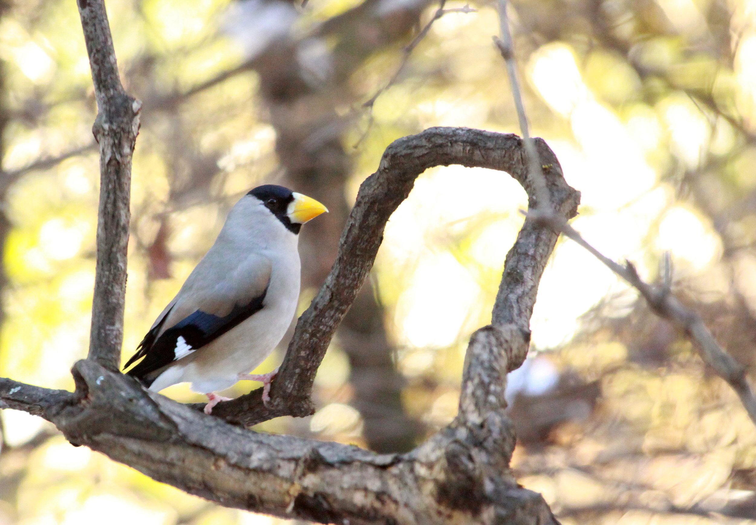 Japanese Grosbeak (Eophona personata) Shiobutsu Onsen, Karuizawa Japan (6).JPG