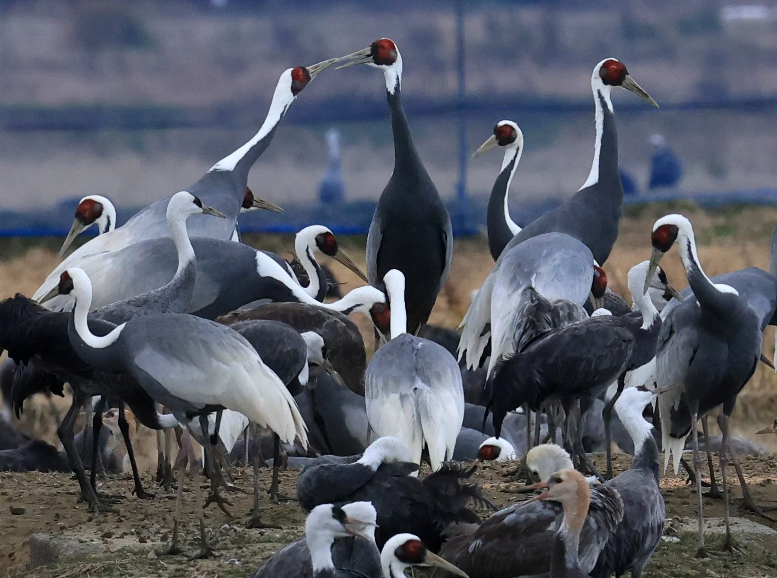 White-naped Crane (Antigone vipio) Izumi Crane Park & Center, Izumi Kagoshima Kyushu Japan (154).jpg