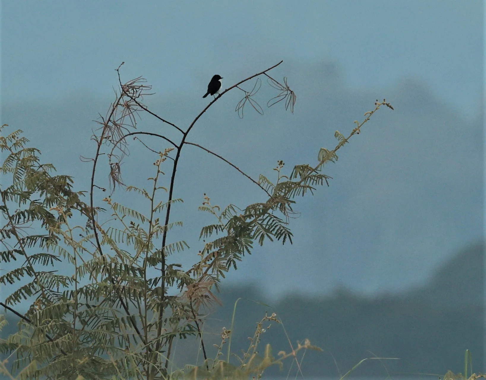 BUSH CHAT - JERDON'S BUSH CHAT - Saxicola jerdoni - Pak Chom Loei Province Mekong River (4).jpg