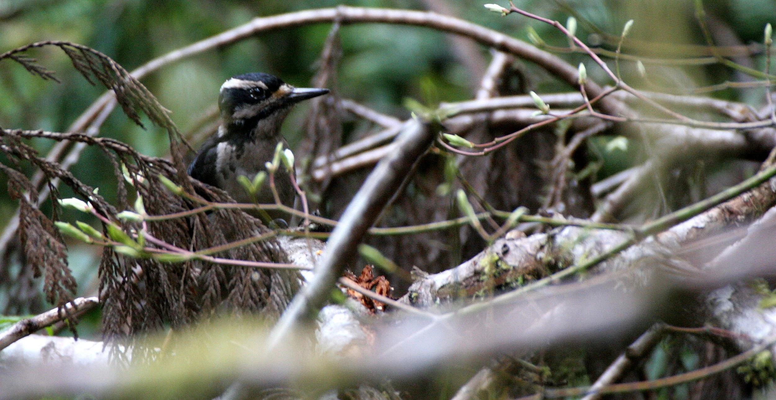 BIRD - WOODPECKER - HAIRY WOODPECKER - MARYMERE FALLS TRAIL WA (3).JPG