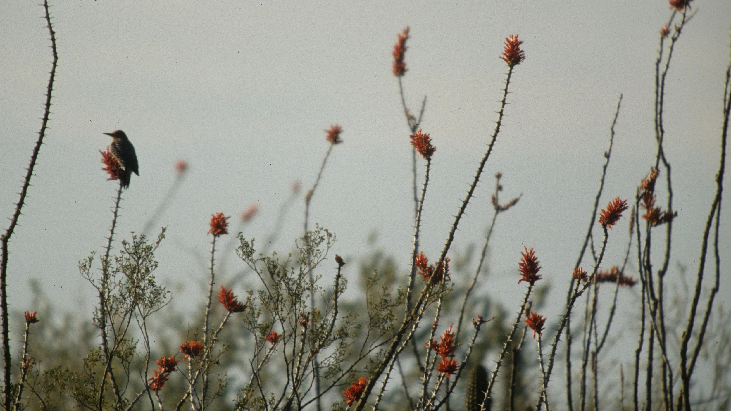 BIRD - WOODPECKER - LADDERBACKED - ORGAN PIPES.jpg
