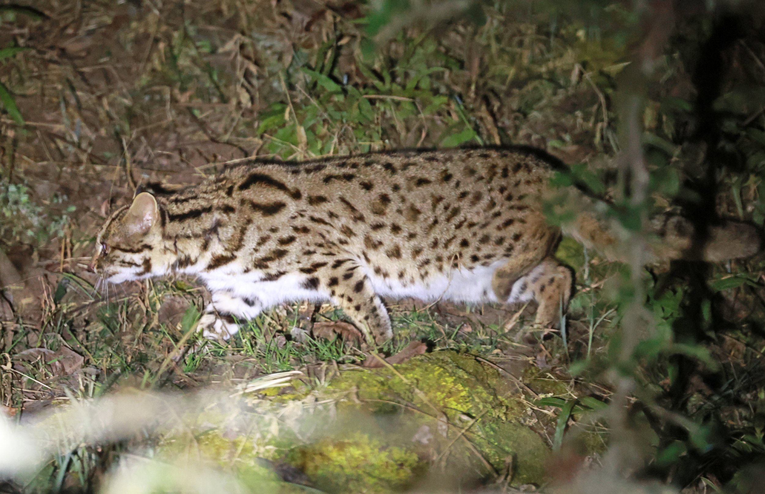 Mainland Leopard Cat (Prionailurus bengalensis) Tangjiahe National Nature Reserve, Sichuan China (42).jpg