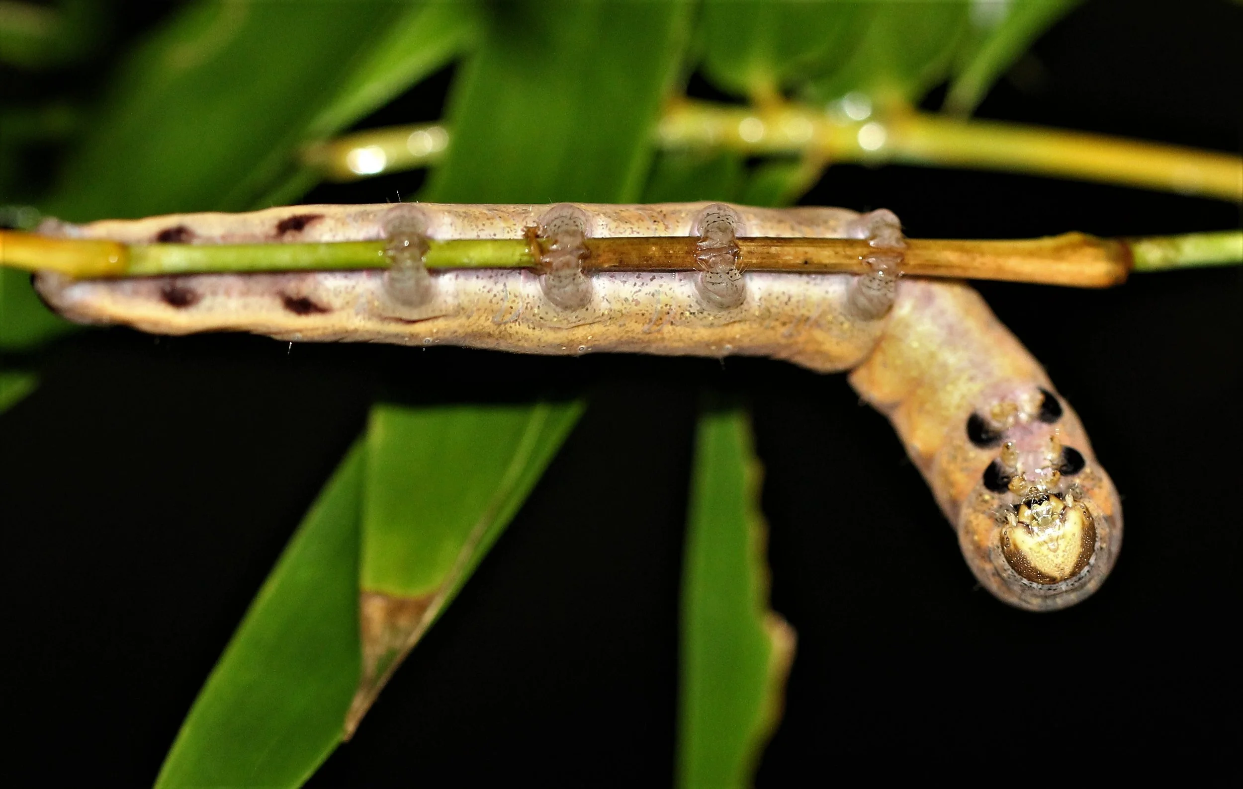 Lepidoptera - Koh Lanta The Other Side Villas (27).jpg