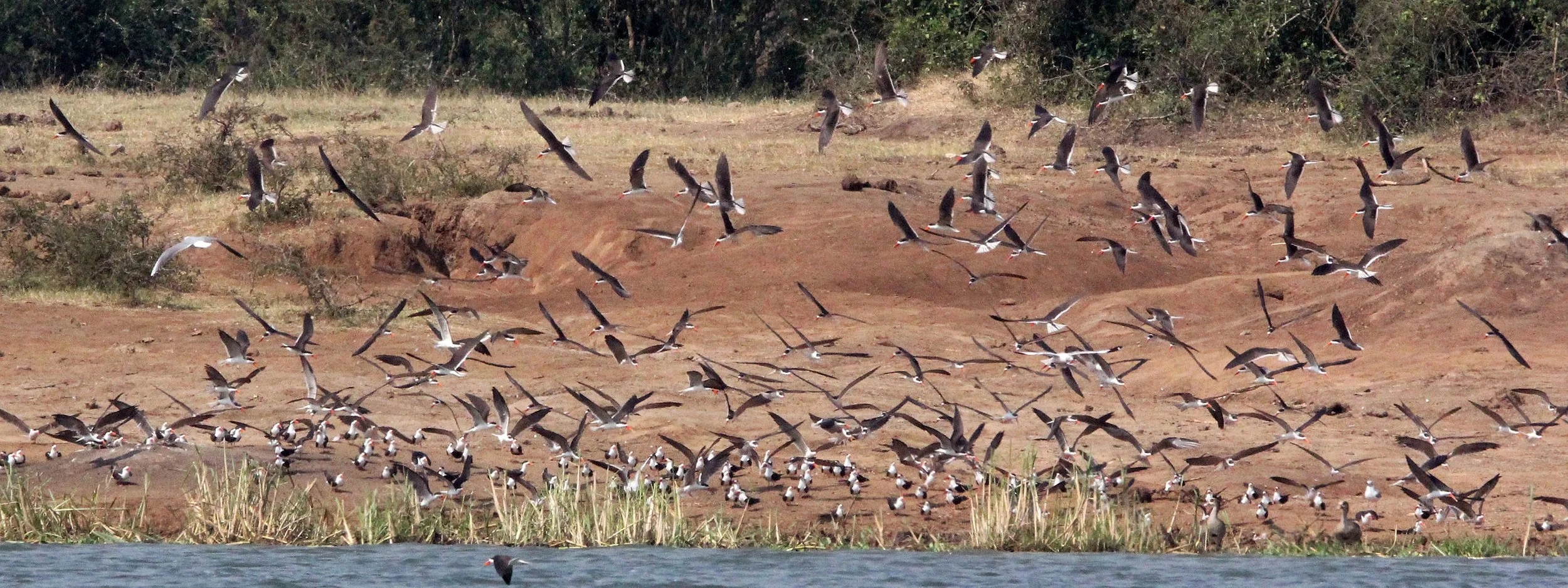 BIRD - SKIMMER - AFRICAN SKIMMER - QUEEN ELIZABETH NATIONAL PARK UGANDA (22).JPG