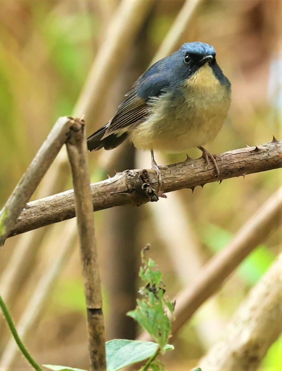 FLYCATCHER - SLATY-BLUE FLYCATCHER - Ficedula tricolor - DOI SAN JU (DOI LANG WEST) FEB 2022 (21).jpg
