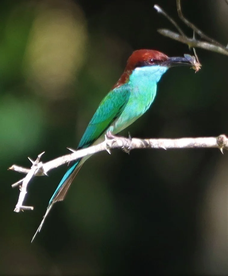 BEE-EATER - BLUE-THROATED BEE-EATER - Merops viridis - Khao Mai Kaeo, Bang Lamung District, Chon Buri (22).jpg