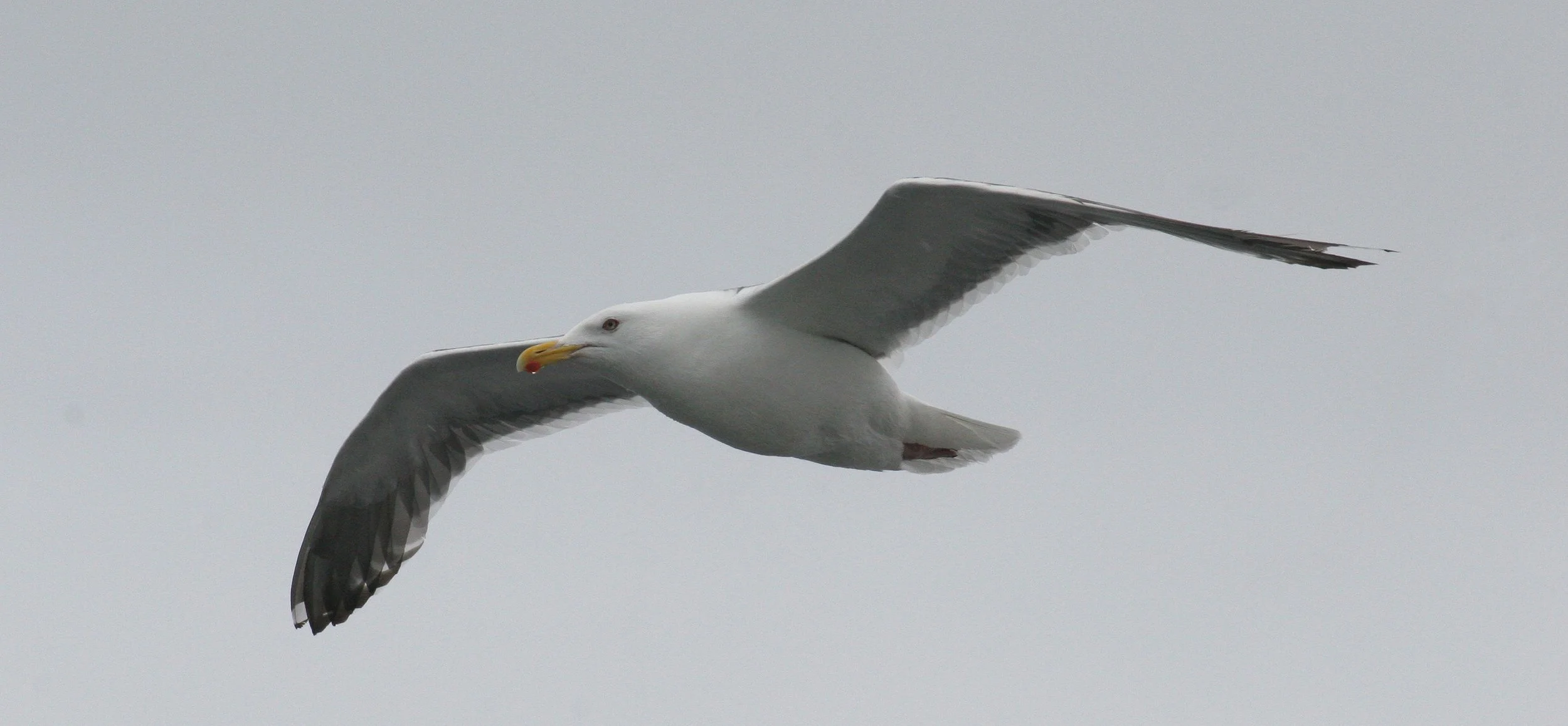 BIRD - GULL - GLAUCOUS PROBABLE - KURILS RUSSIA (6).jpg