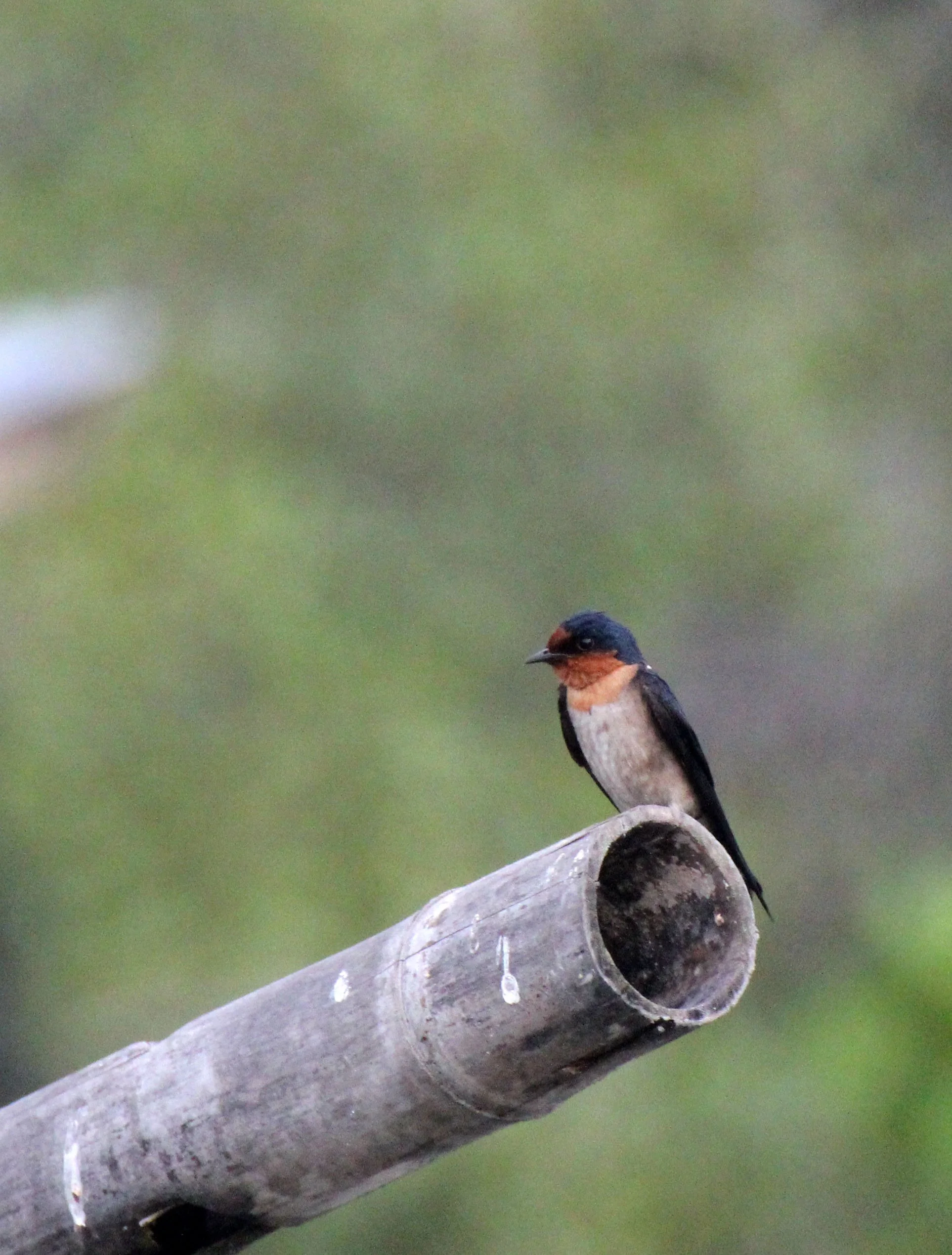 Pacific Swallow (Hirundo tahitica) Tangkoko NP Sulawesi Indonesia (3).JPG