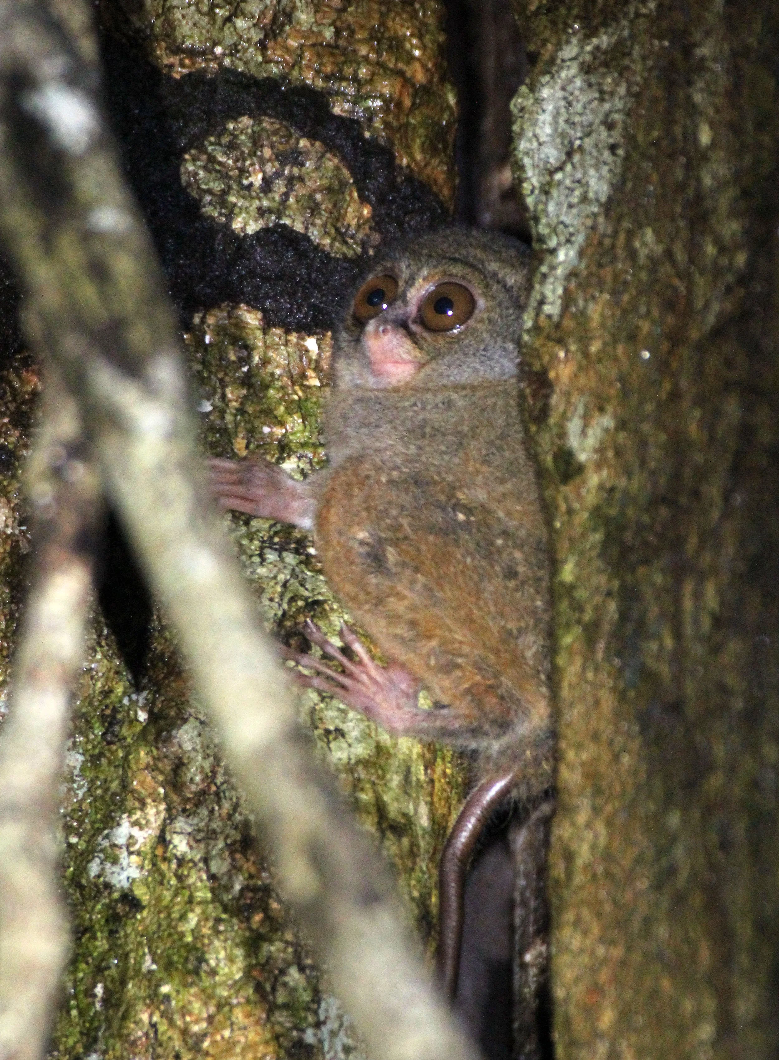 TARSIIDAE - Tarsius tarsier - SELAYAR (SPECTRAL) TARSIER - TANGKOKO NATIONAL PARK SULAWESI INDONESIA (62).JPG